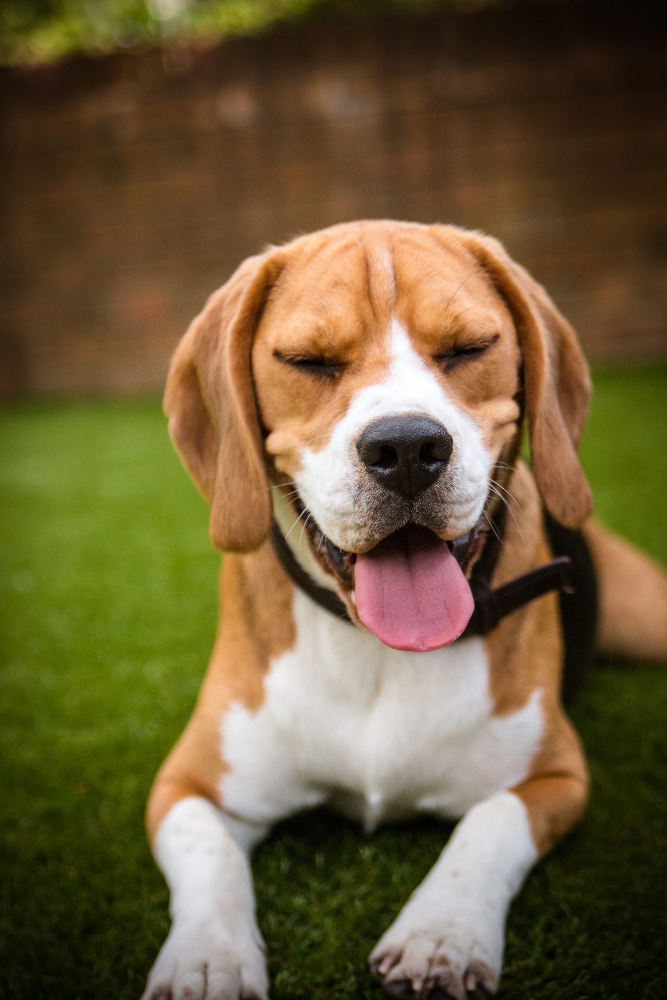 Canon EOS 70D sample photo. Beagle laying on grass photography