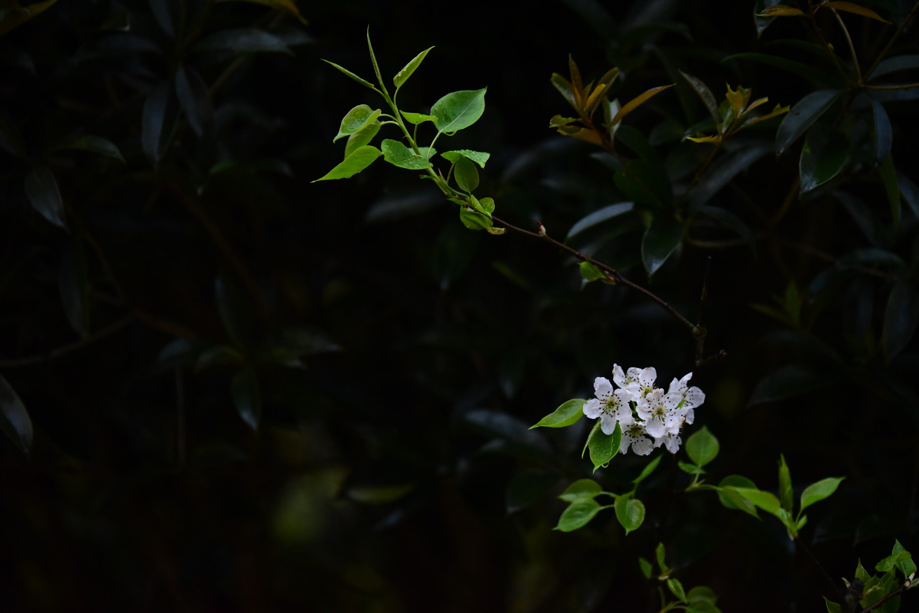 Tamron SP 70-200mm F2.8 Di VC USD sample photo. 雨后梨花 photography