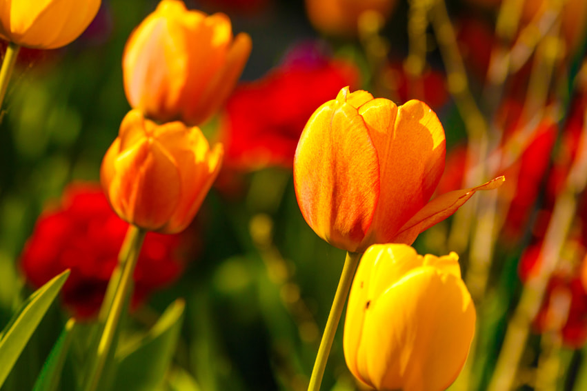 Canon EF 100-400mm F4.5-5.6L IS USM sample photo. Tulpen photography