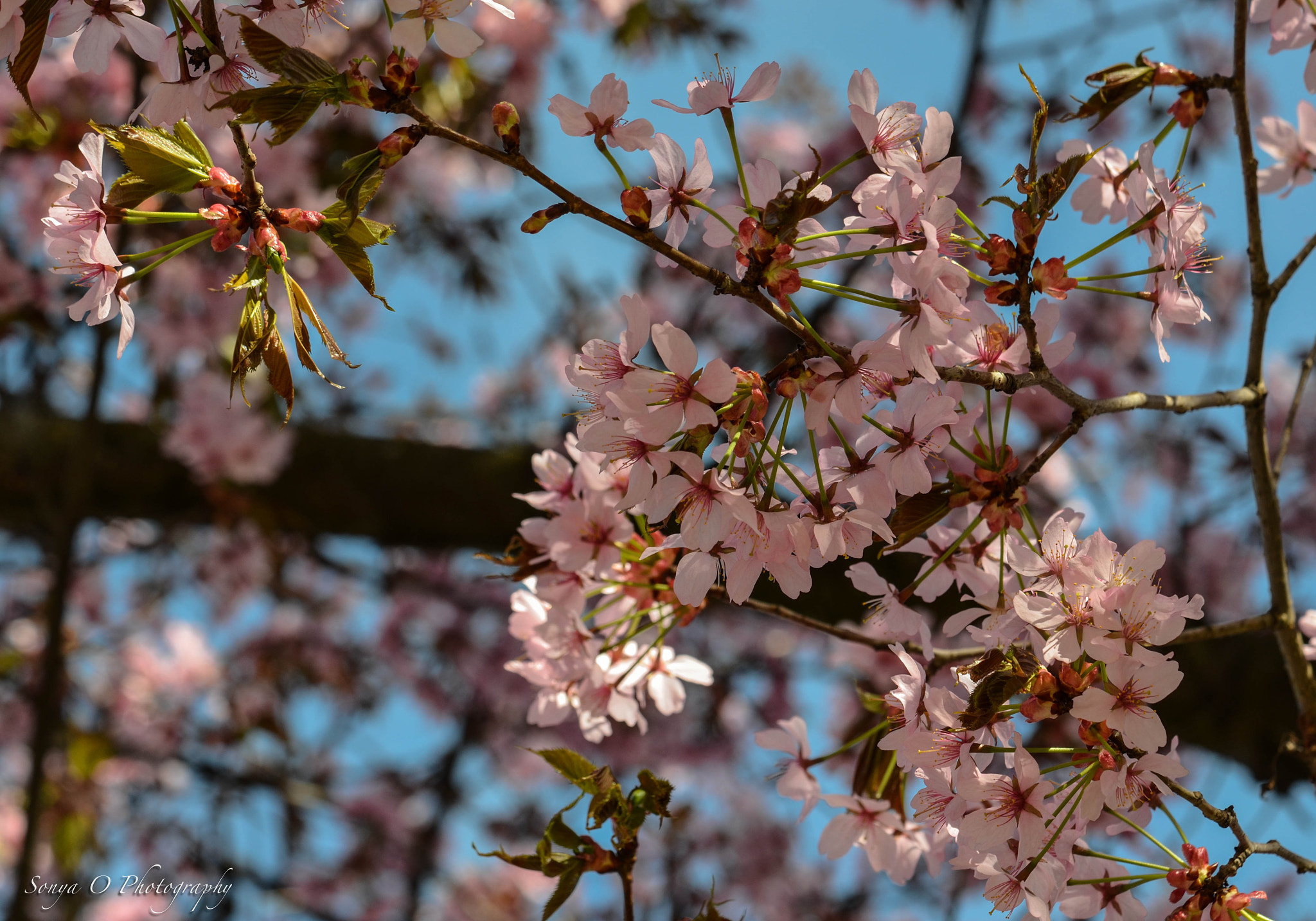 Nikon AF-S DX Micro-Nikkor 85mm F3.5G ED VR sample photo. Spring has sprung photography