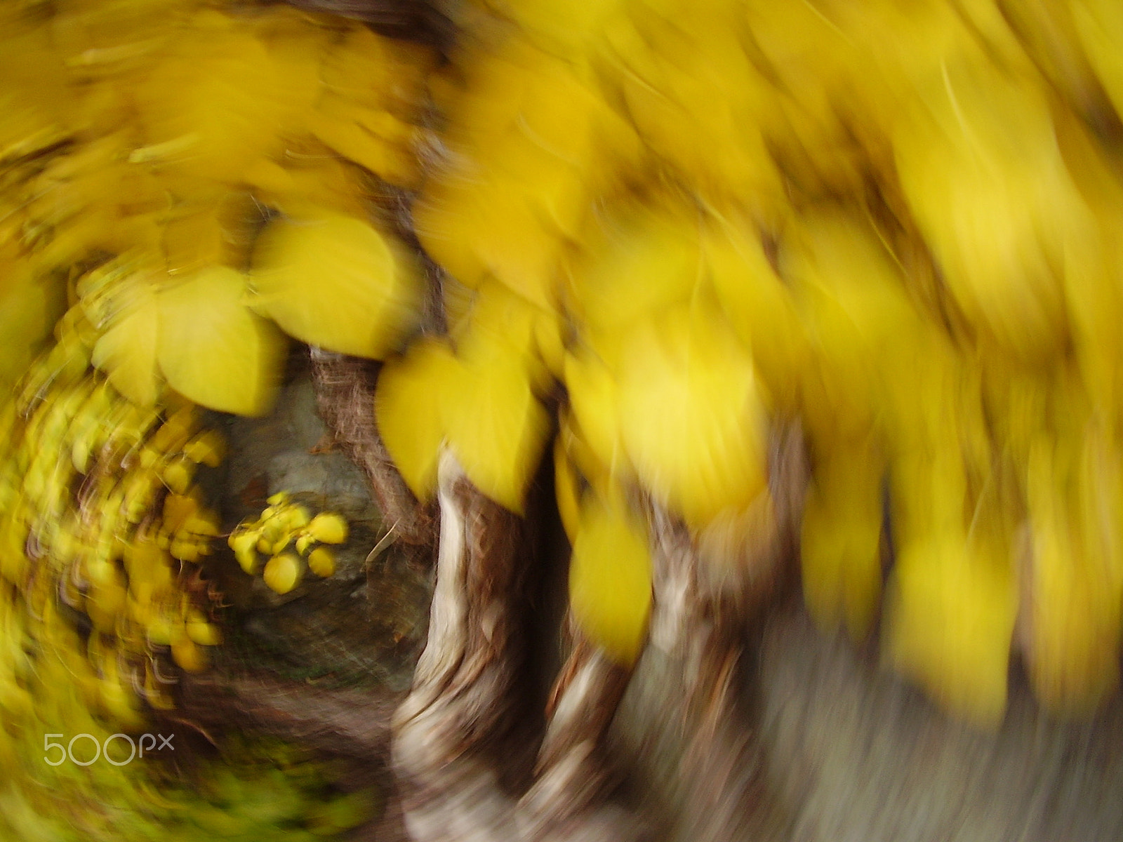 Olympus FE100,X710 sample photo. The secret of hydrangea petiolaris photography