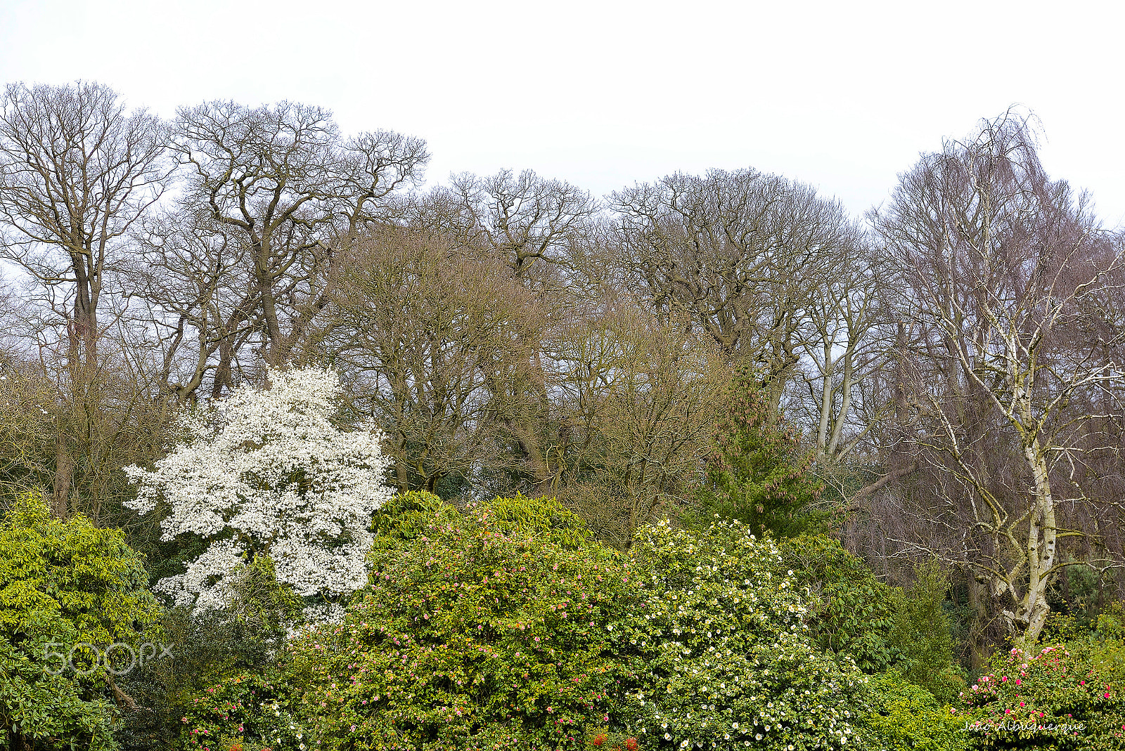 Nikon AF-S Nikkor 24-70mm F2.8G ED sample photo. London spring is starting photography
