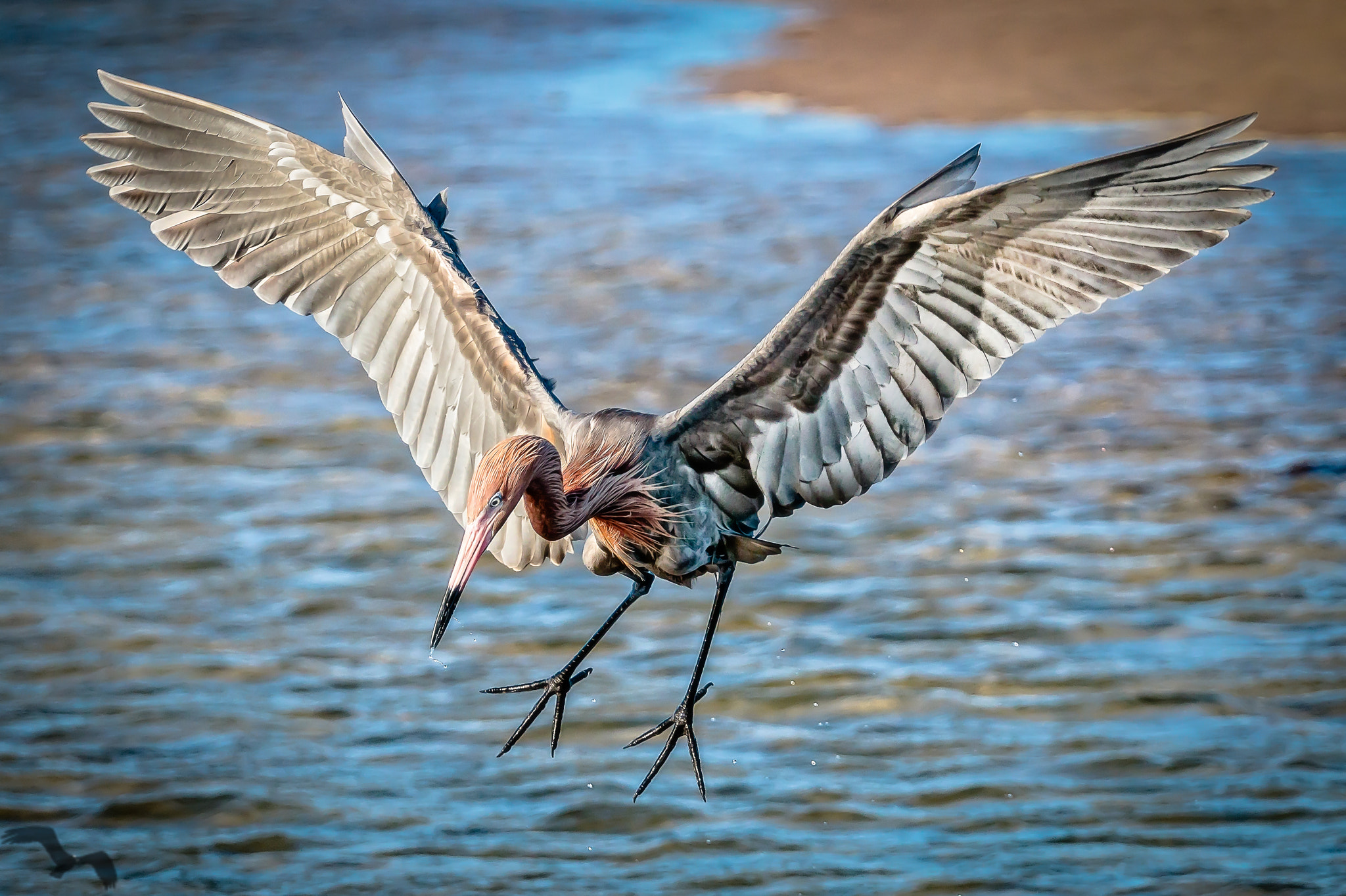 Canon EF 70-200mm F4L USM sample photo. The leap photography