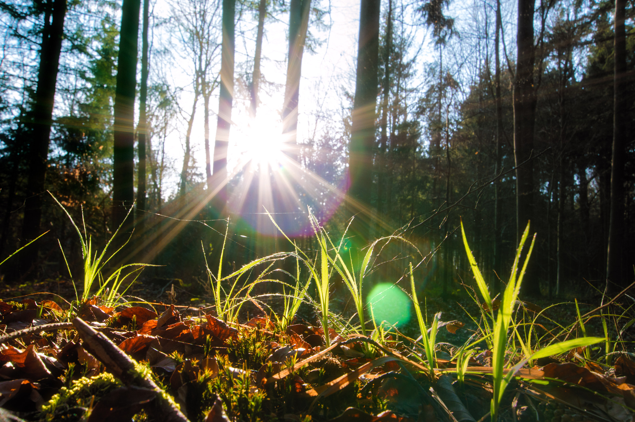 Sigma 10-20mm F3.5 EX DC HSM sample photo. At the forest floor photography