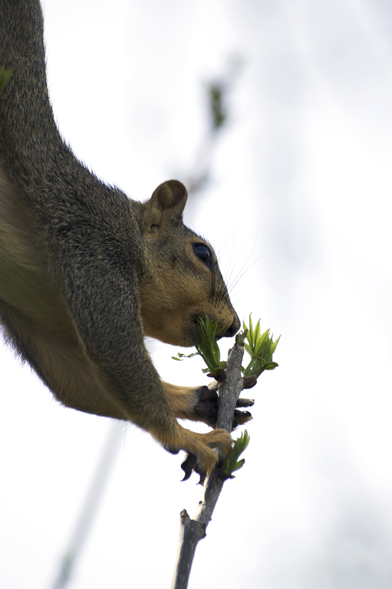 Sigma 70-300mm F4-5.6 APO DG Macro sample photo. F photography