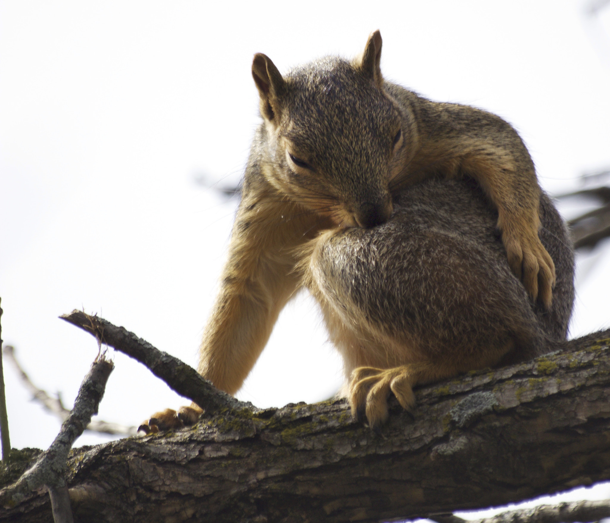 Canon EOS 70D + Sigma 70-300mm F4-5.6 APO DG Macro sample photo. F photography