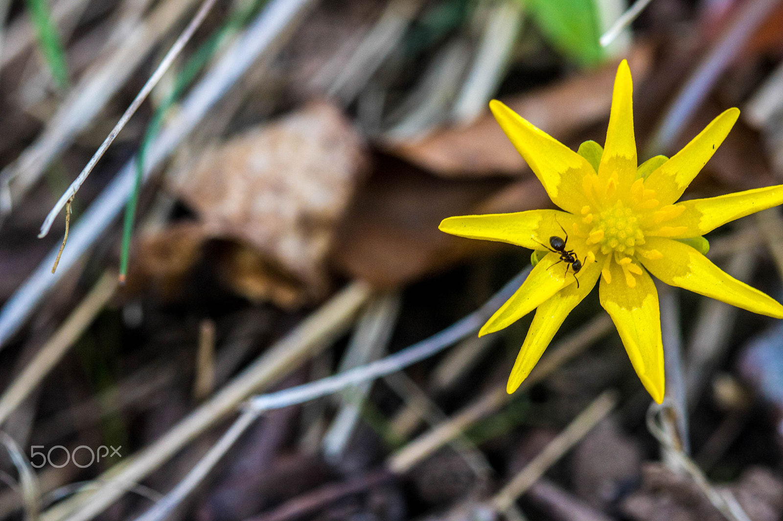 Canon EF 100mm F2.8 Macro USM sample photo. Flower photography
