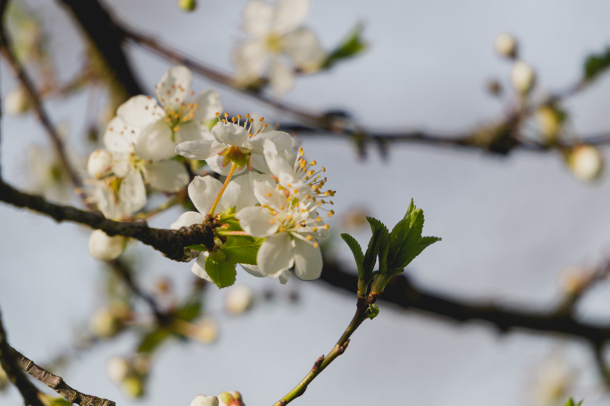 Sony Alpha a3000 sample photo. Blossom photography