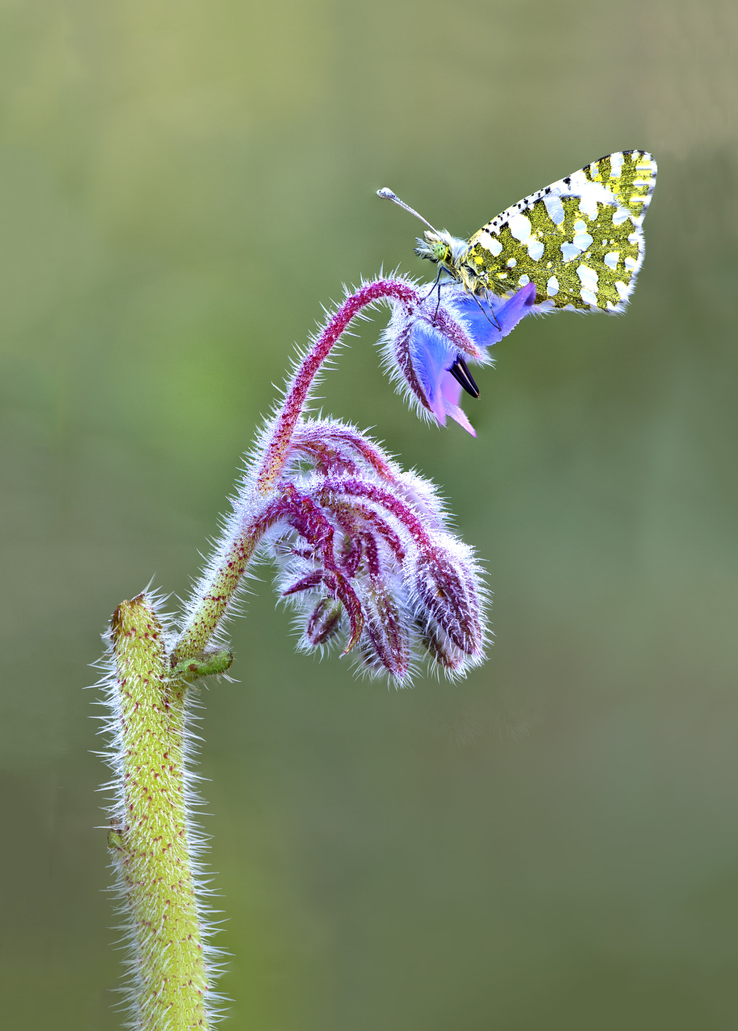 Nikon AF-S Micro-Nikkor 105mm F2.8G IF-ED VR sample photo. Butterfly photography