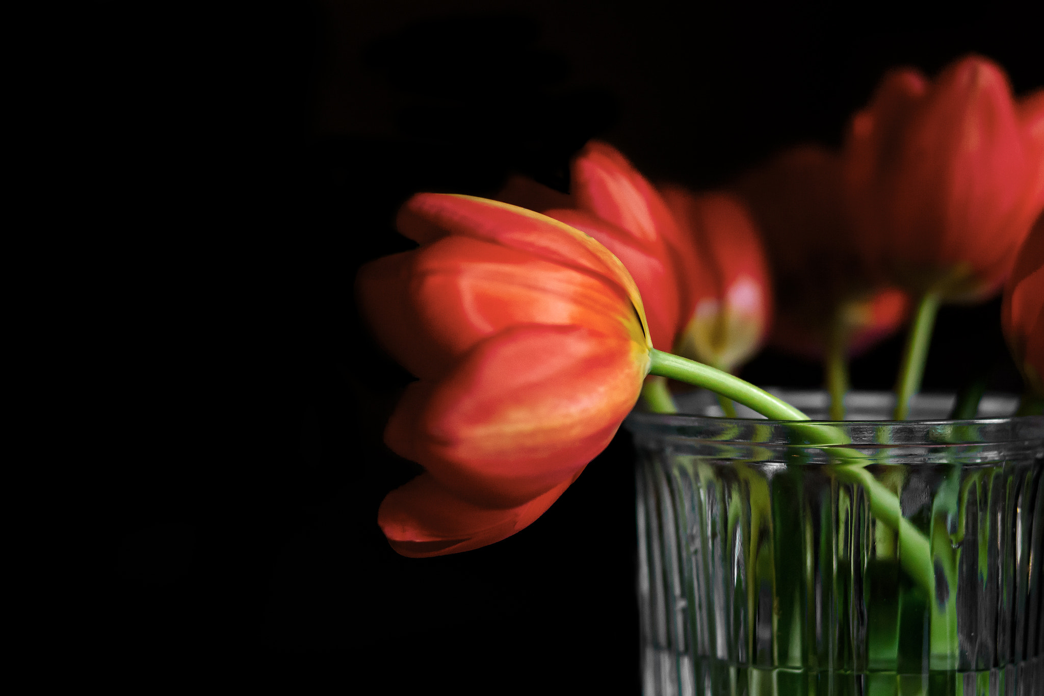 Canon EF 85mm F1.8 USM sample photo. Elegance photography