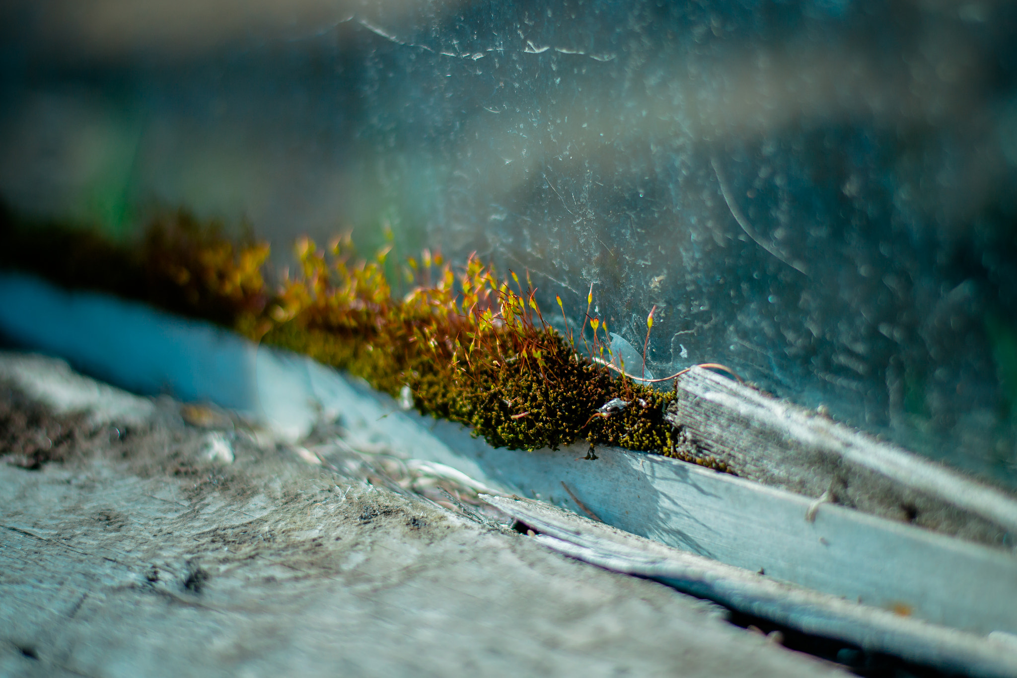 Nikon D3100 + Nikon AF-S Nikkor 50mm F1.8G sample photo. Nature wins photography