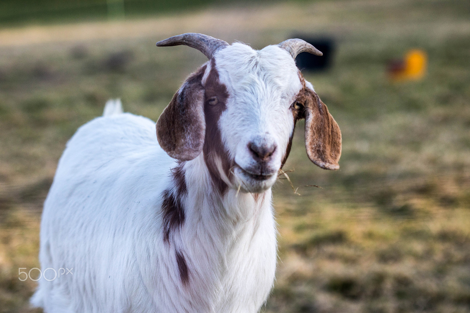 Canon EF 100mm F2.8 Macro USM sample photo. Goat photography