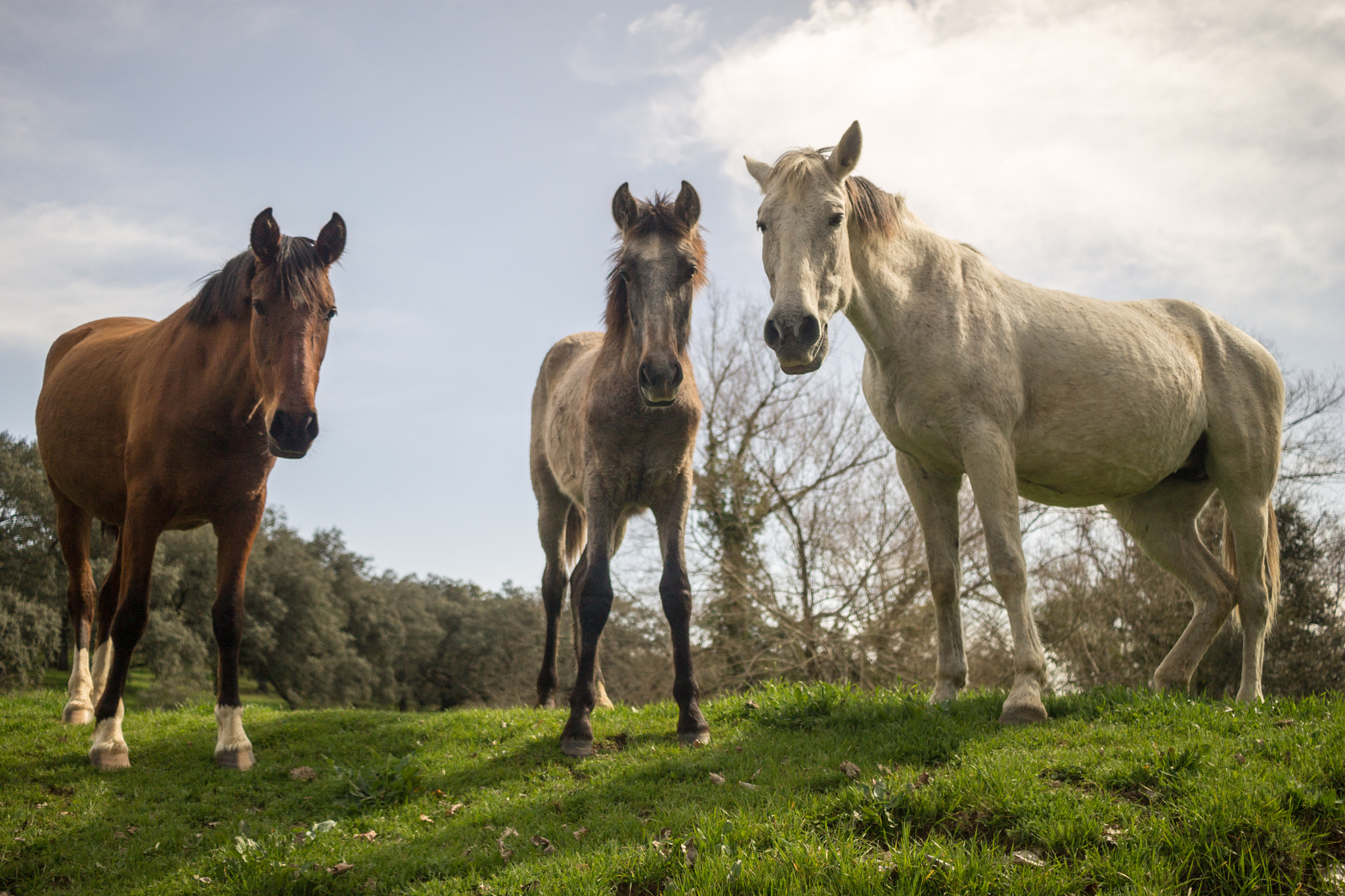 Canon EF-S 24mm F2.8 STM sample photo. Caballos photography