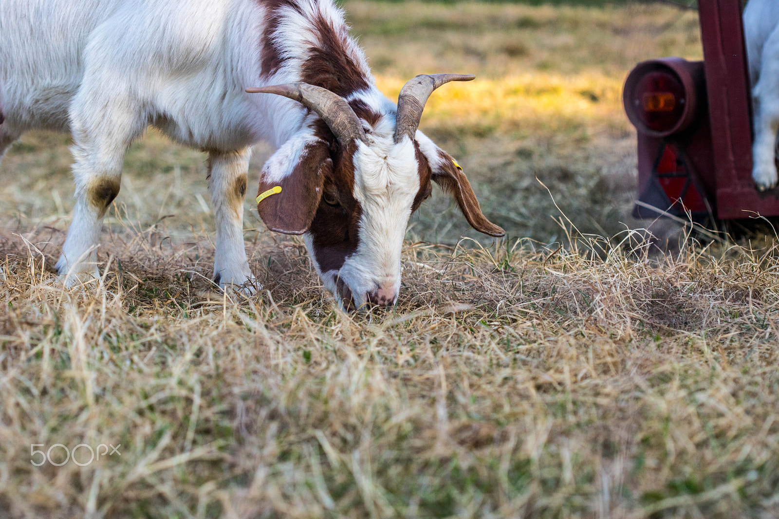 Canon EF 100mm F2.8 Macro USM sample photo. Goat photography
