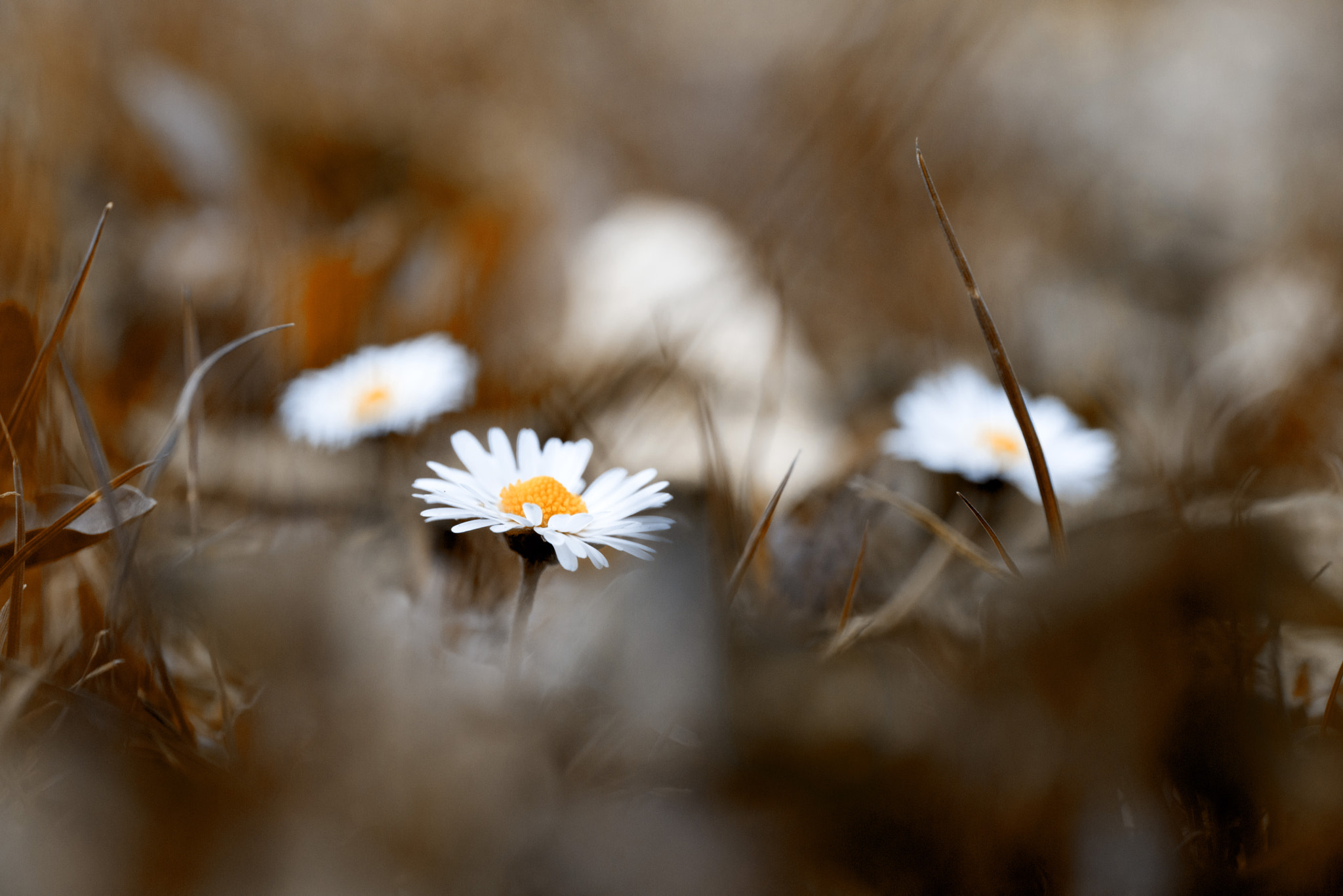 Nikon D800 sample photo. Őszies tavasz photography