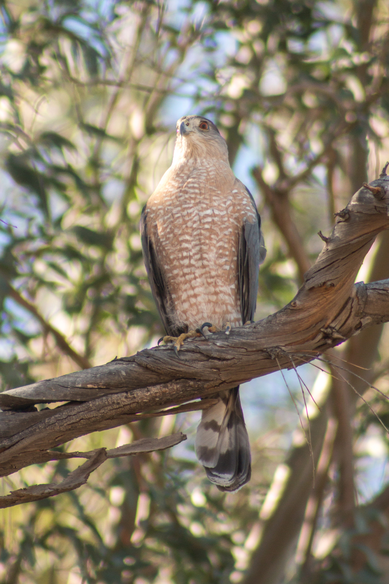 Canon EOS 70D + EF75-300mm f/4-5.6 sample photo. Cooper's hawk #2 photography