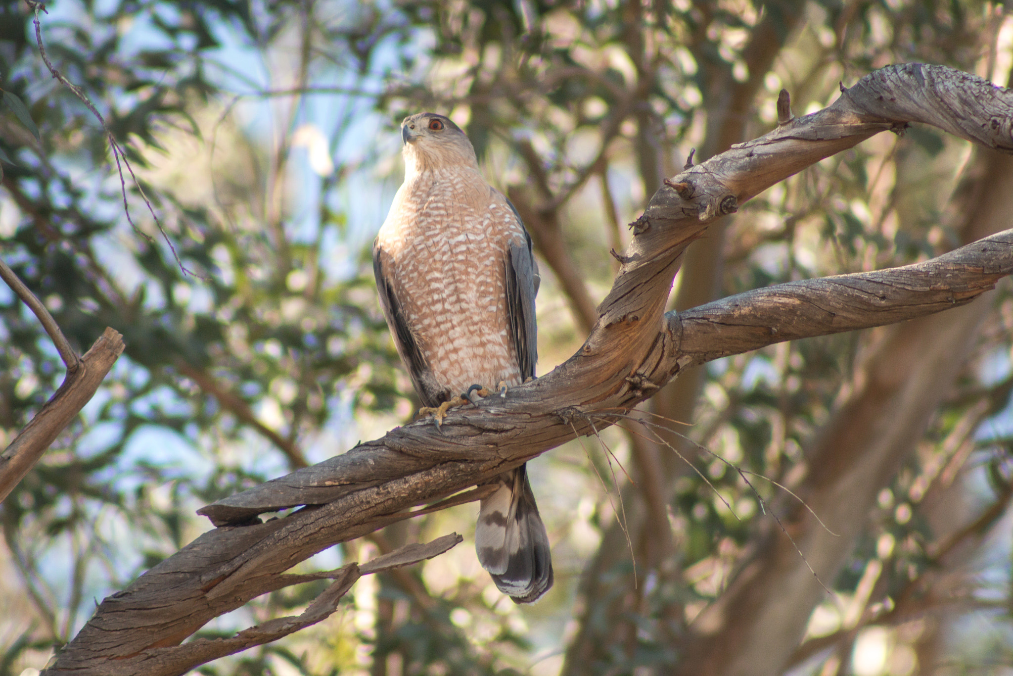 Canon EOS 70D + EF75-300mm f/4-5.6 sample photo. Cooper's hawk #3 photography