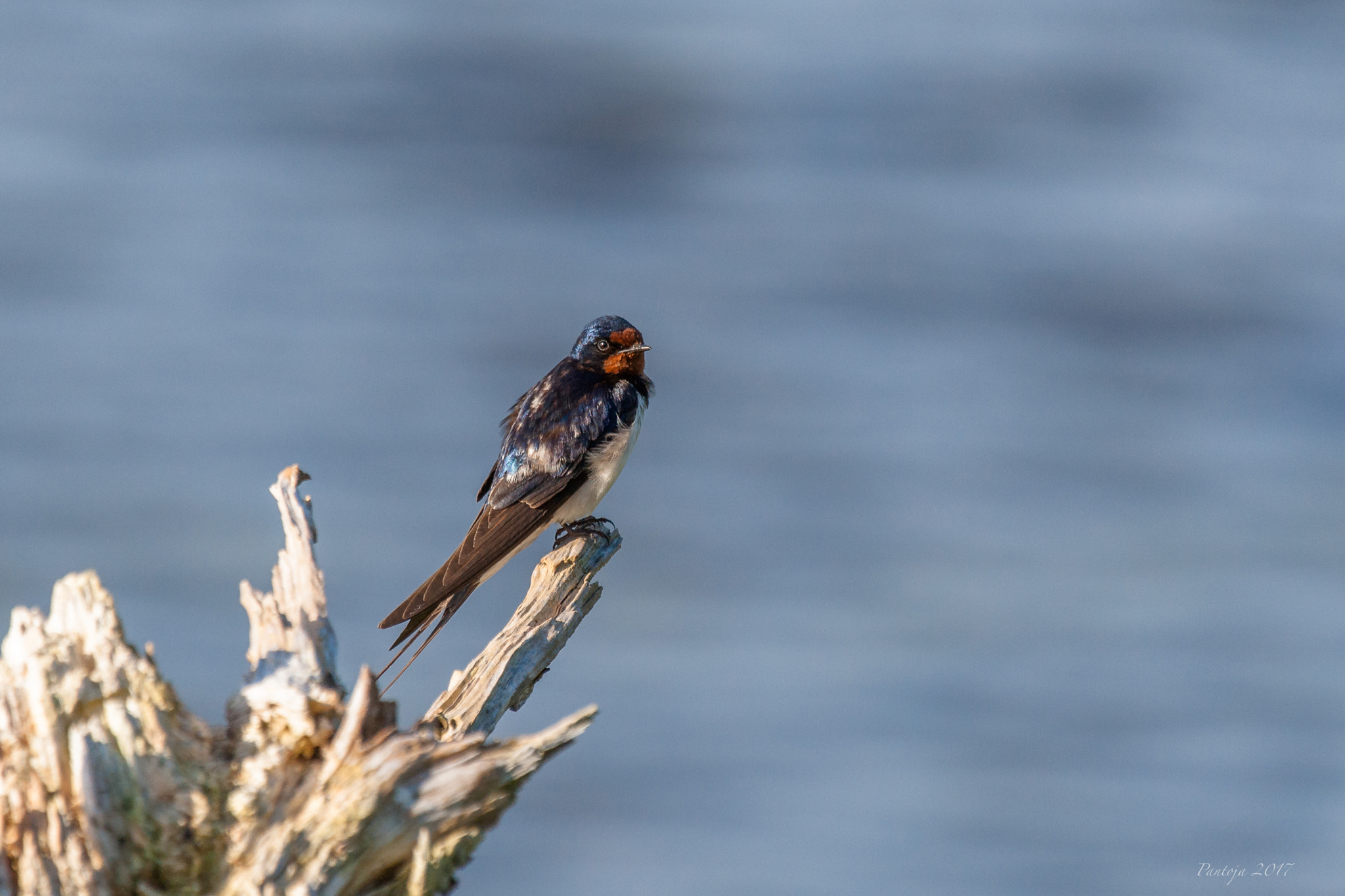 Sony 70-400mm F4-5.6 G SSM sample photo. Barn swallow photography