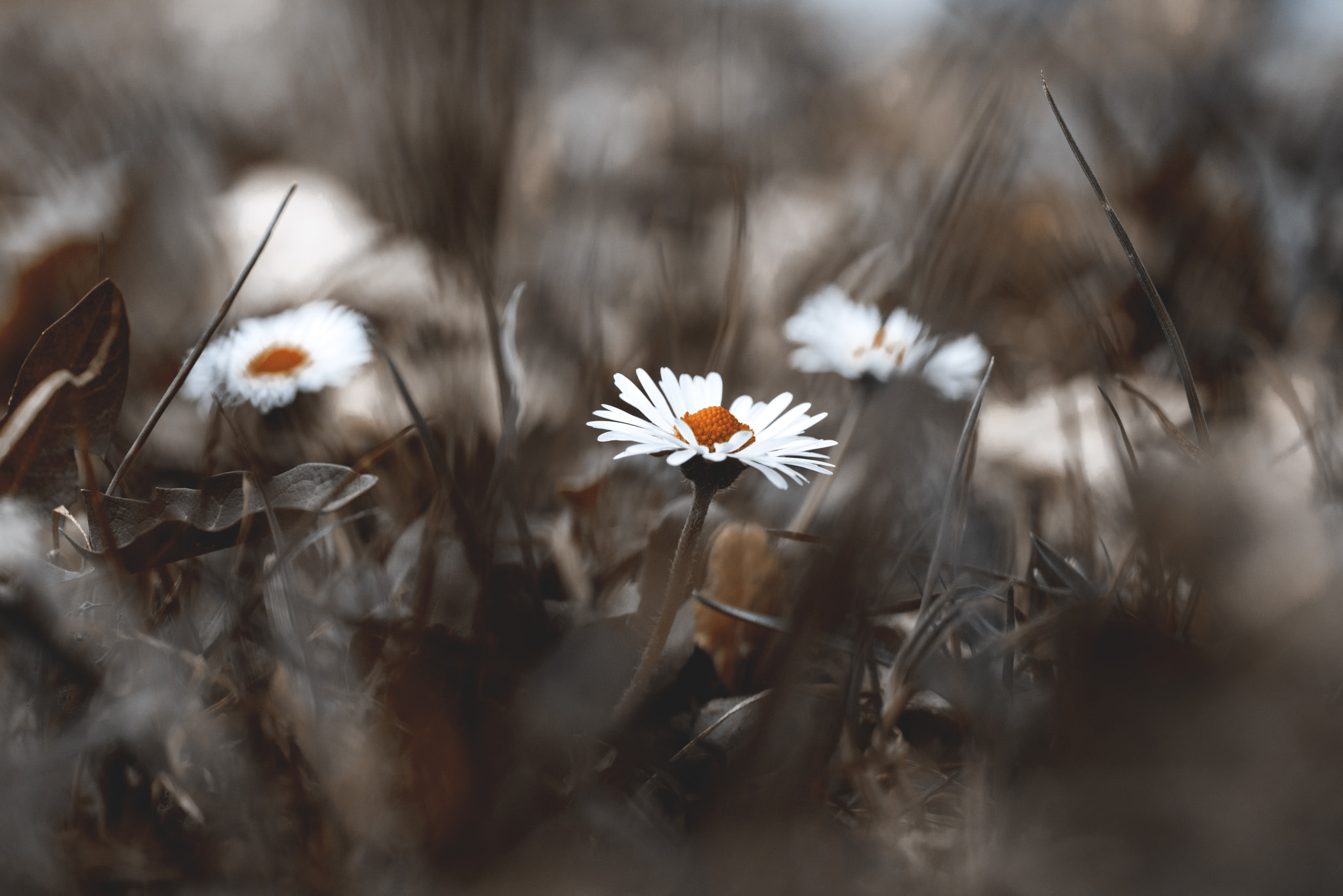 Nikon D800 sample photo. Őszies tavasz 2 photography