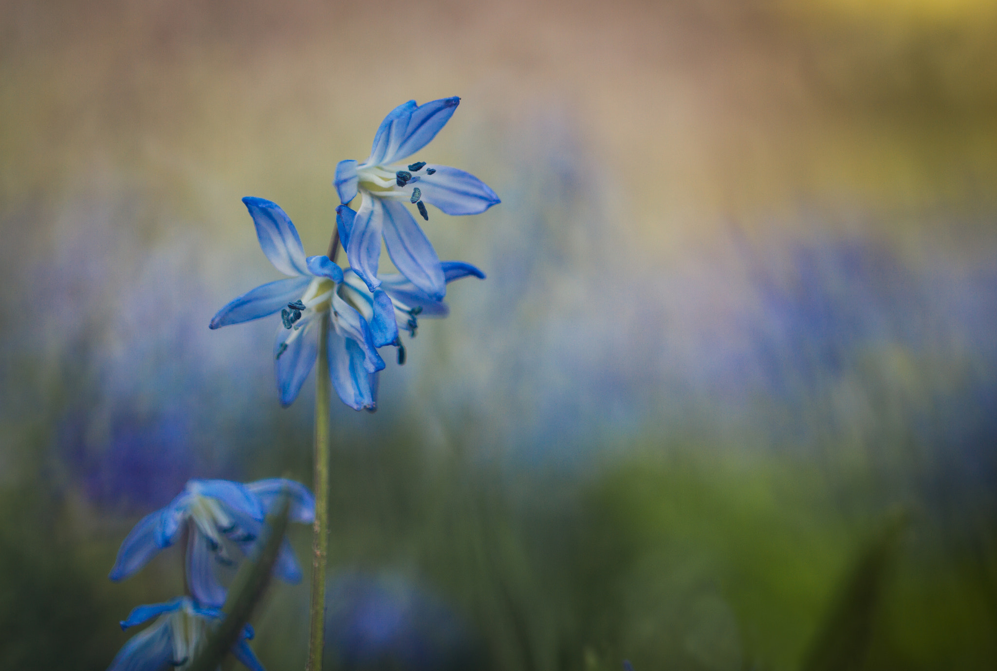 Canon EF 100mm F2.8L Macro IS USM sample photo. Blurred flower photography