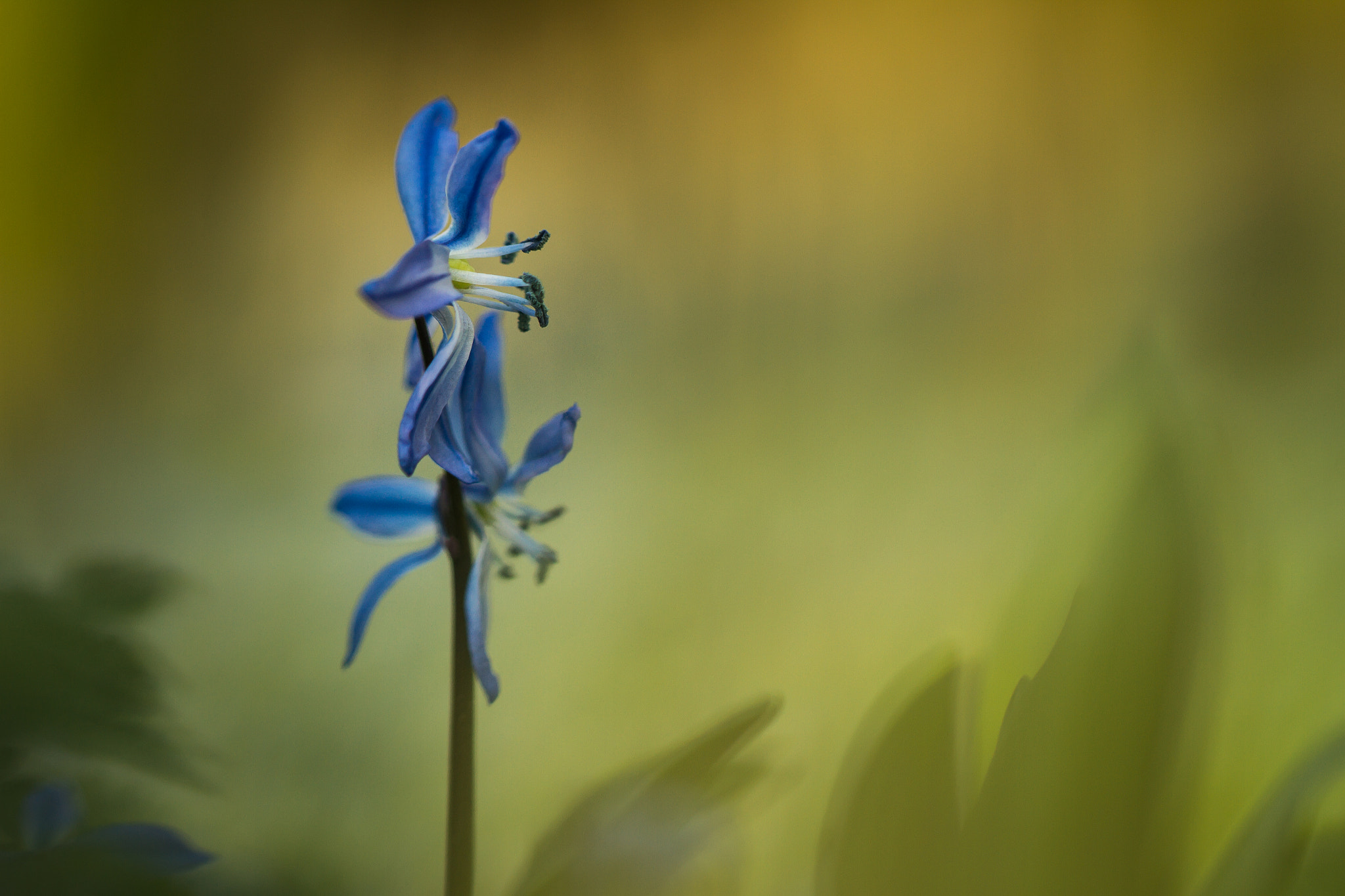 Canon EF 100mm F2.8L Macro IS USM sample photo. Uprising photography