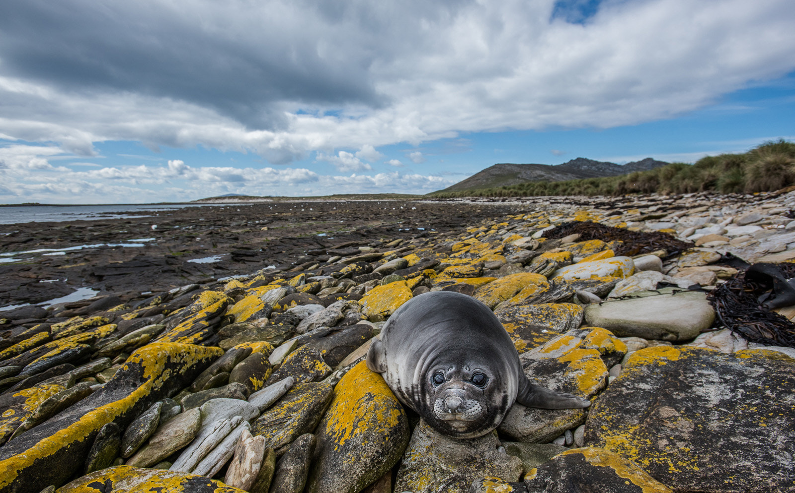 Nikon AF-S Nikkor 17-35mm F2.8D ED-IF sample photo. Southern elephant seal photography