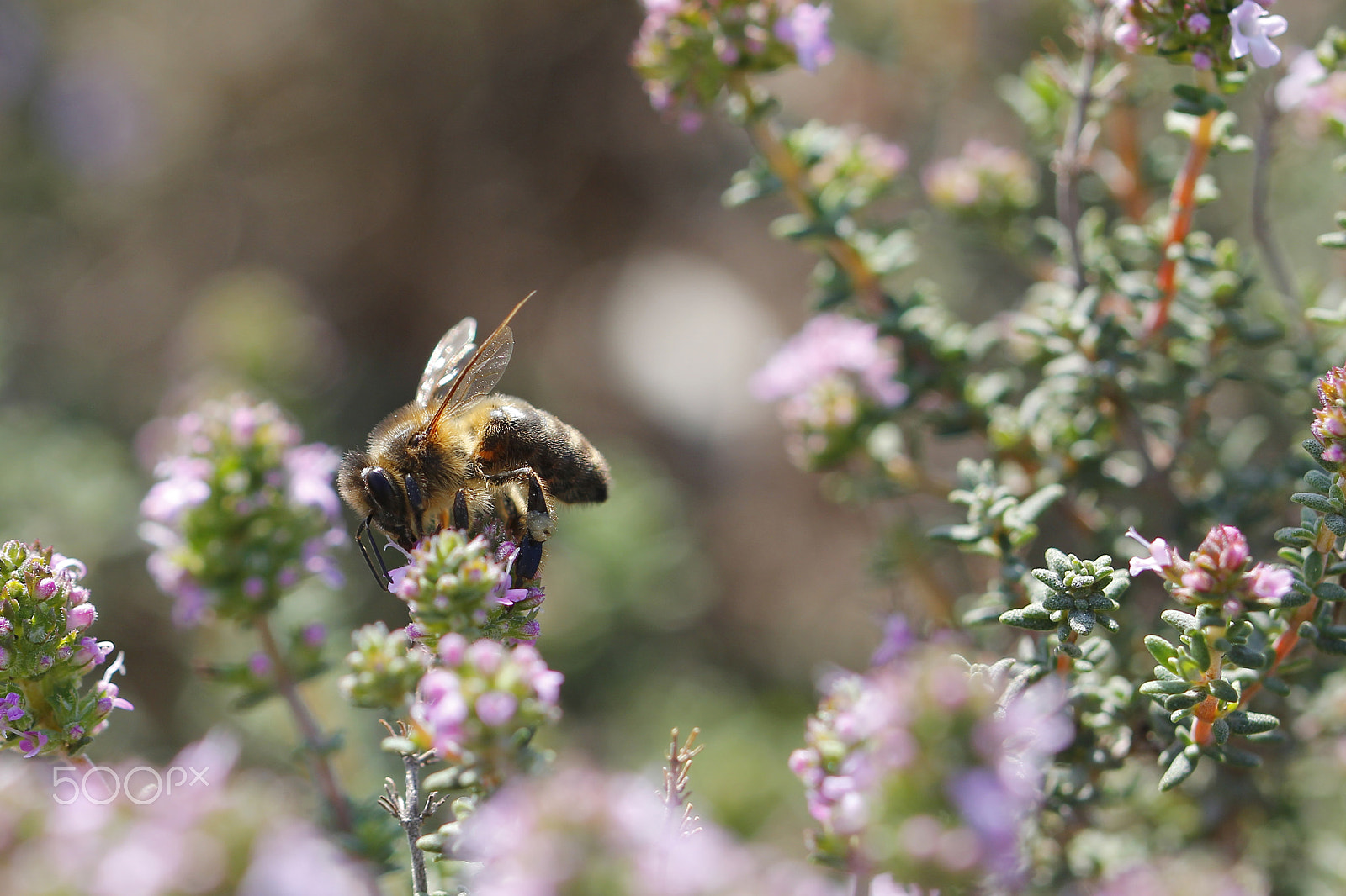 Canon EOS 60D sample photo. Thyme flower and bee photography