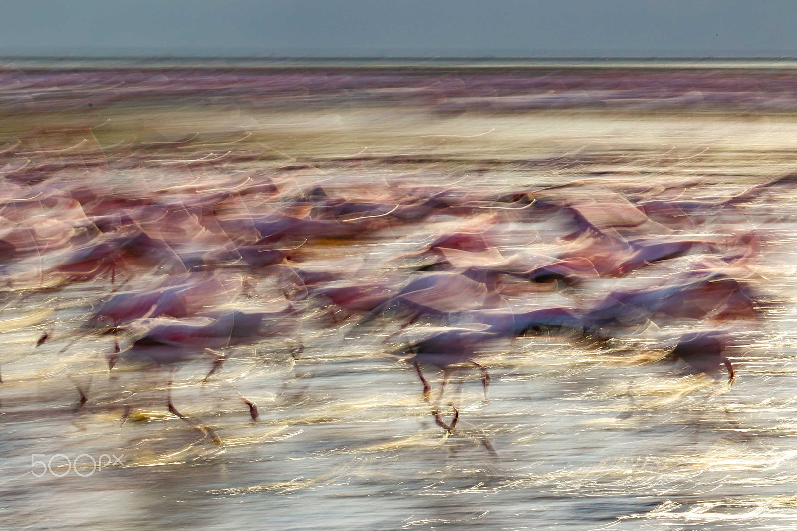 Canon EF 70-200mm F2.8L IS II USM sample photo. Flamingos photography