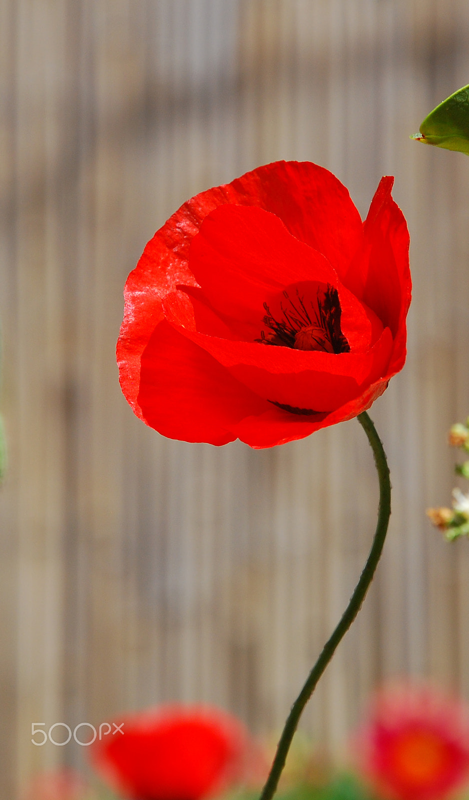 Nikon D80 sample photo. Red poppy photography