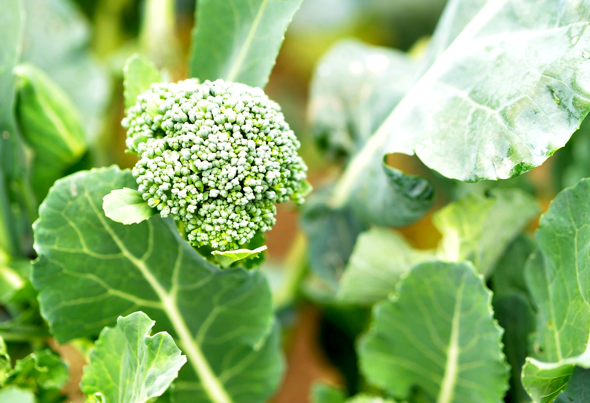 Nikon D700 sample photo. Broccoli photography