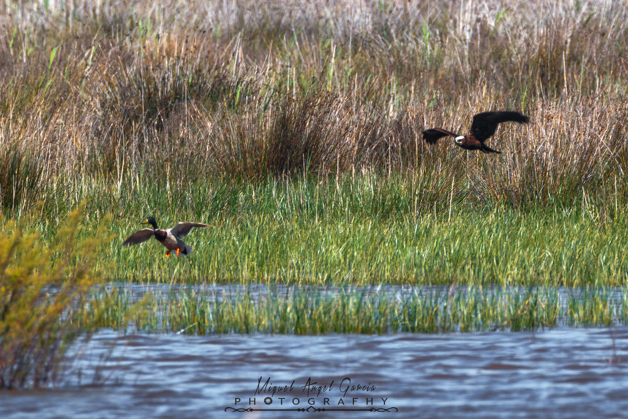 Tamron SP 150-600mm F5-6.3 Di VC USD sample photo. De caza photography