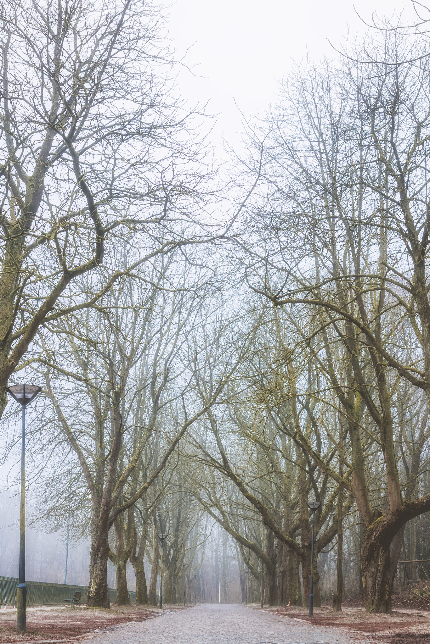 Canon EOS 750D (EOS Rebel T6i / EOS Kiss X8i) sample photo. Winter lane photography