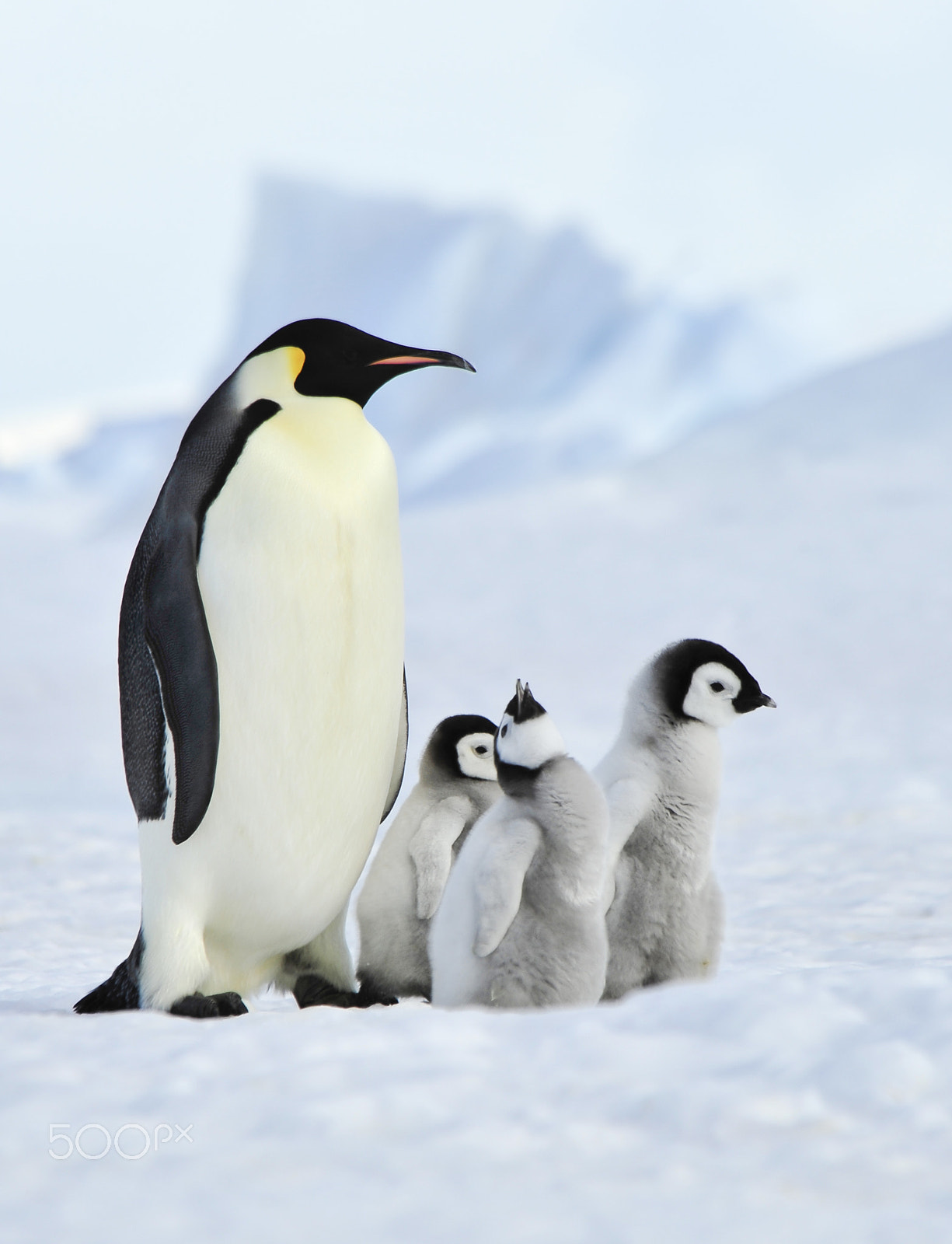 Nikon D700 sample photo. Emperor penguins with chick photography