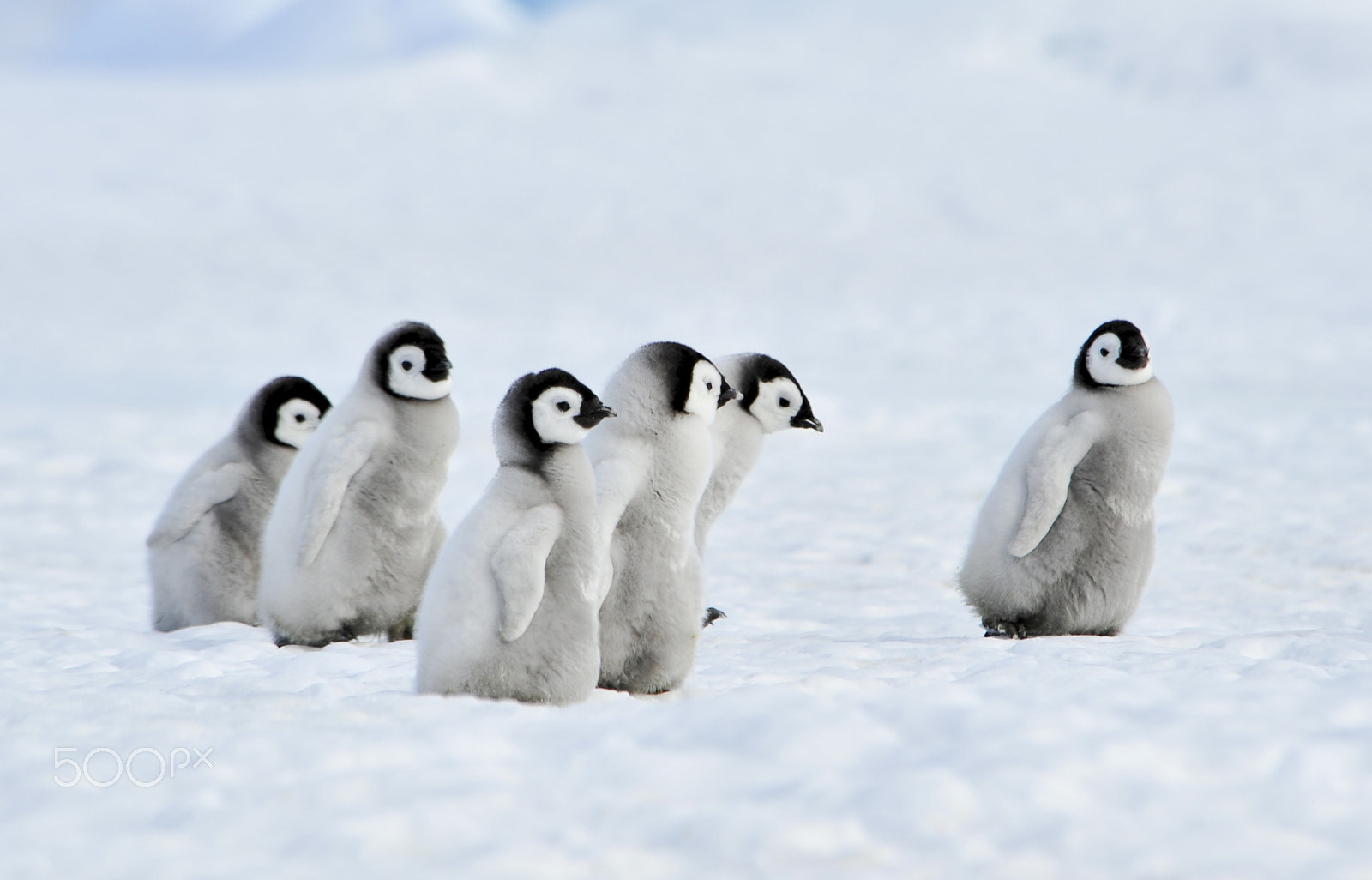 Nikon D700 sample photo. Emperor penguins chicks photography