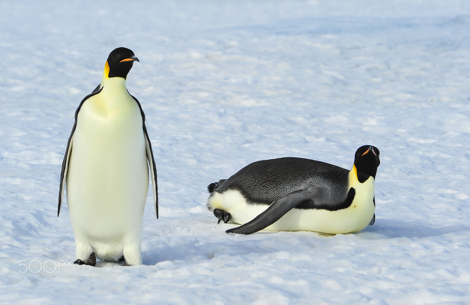 Nikon AF Nikkor 80-400mm F4.5-5.6D ED VR sample photo. Two emperor penguins on the snow photography
