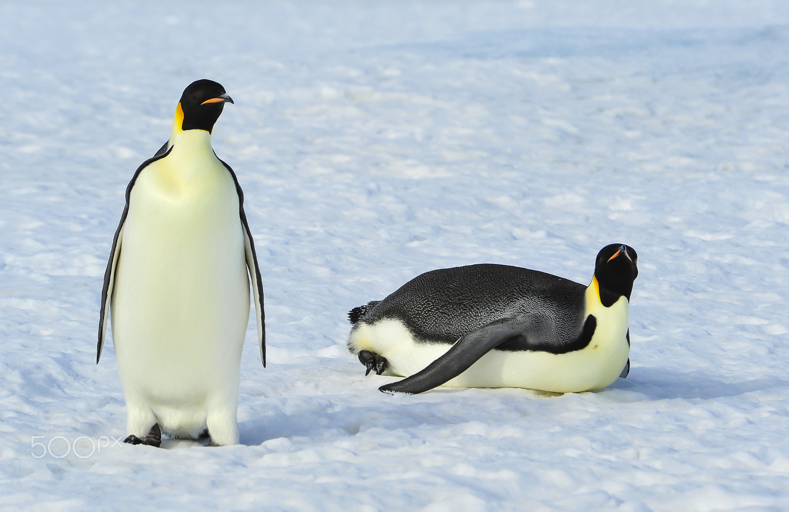 Nikon D700 sample photo. Two emperor penguins on the snow photography