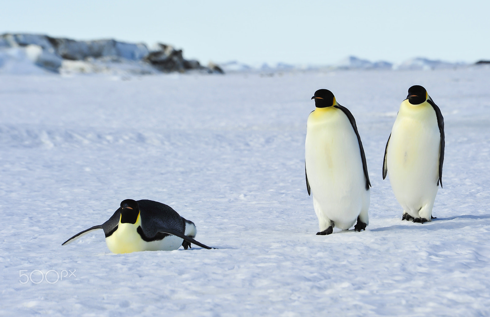 Nikon AF Nikkor 80-400mm F4.5-5.6D ED VR sample photo. Three emperor penguins on the snow photography