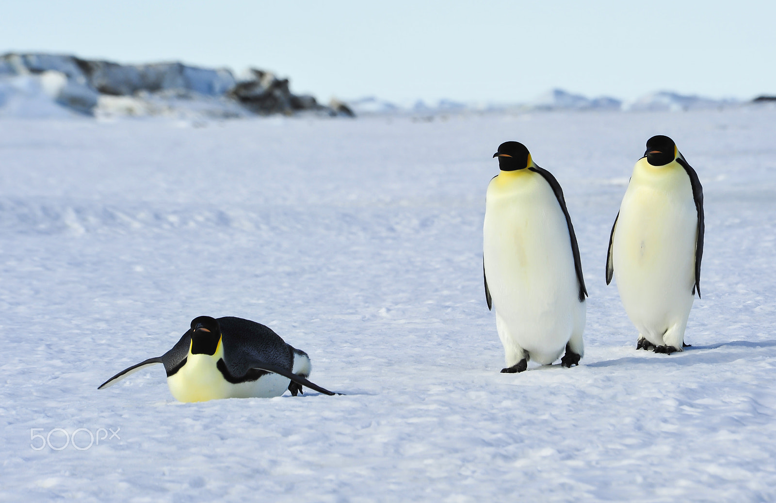 Nikon D700 sample photo. Three emperor penguins on the snow photography