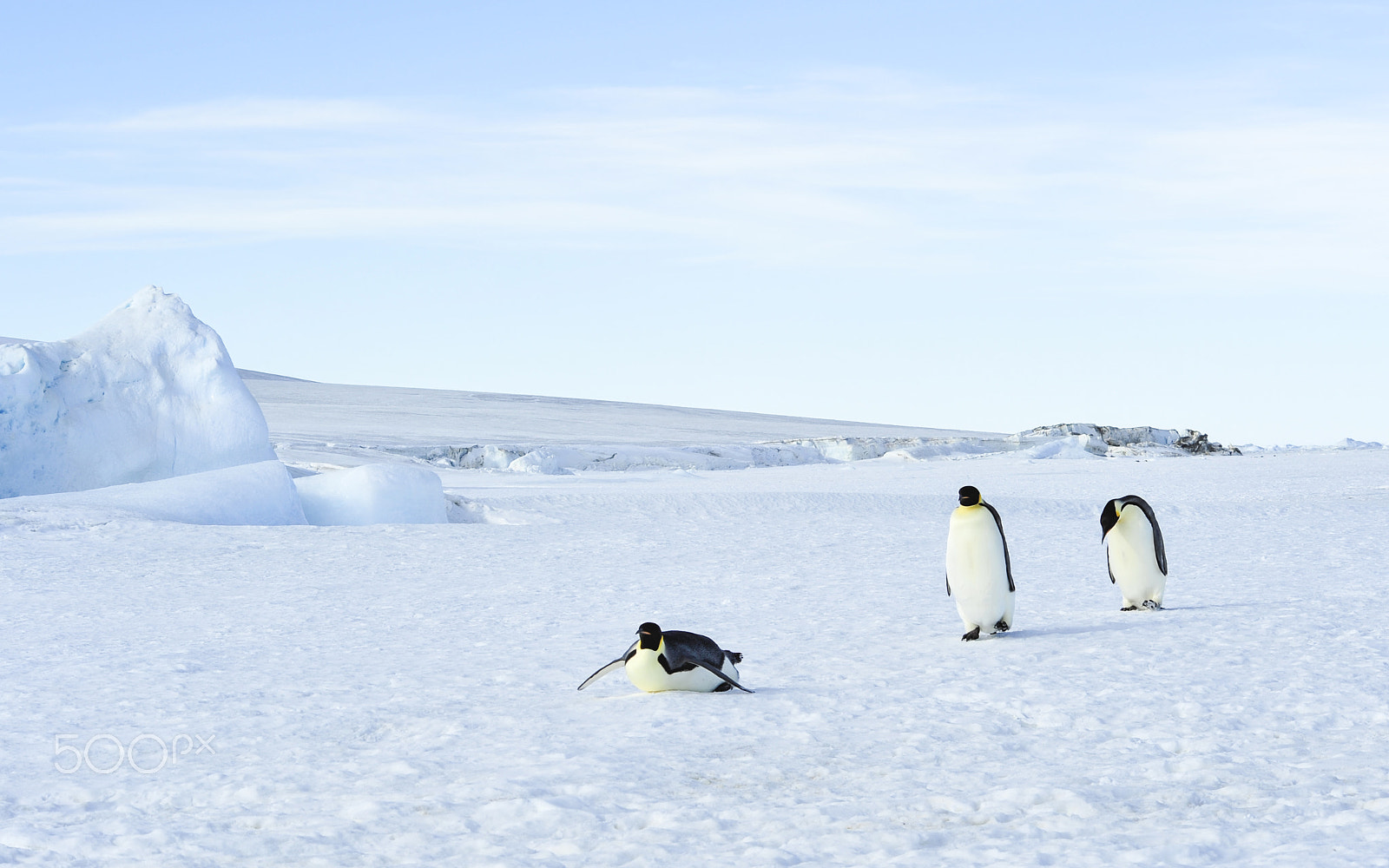 Nikon AF Nikkor 80-400mm F4.5-5.6D ED VR sample photo. Three emperor penguins on the snow photography