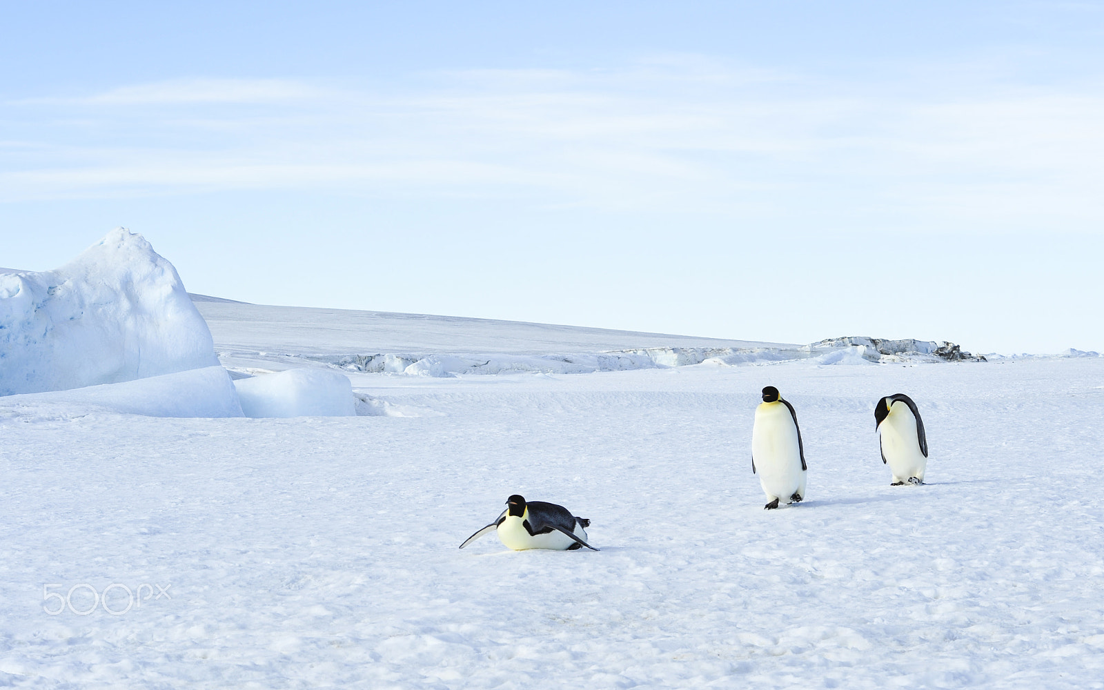 Nikon D700 sample photo. Three emperor penguins on the snow photography