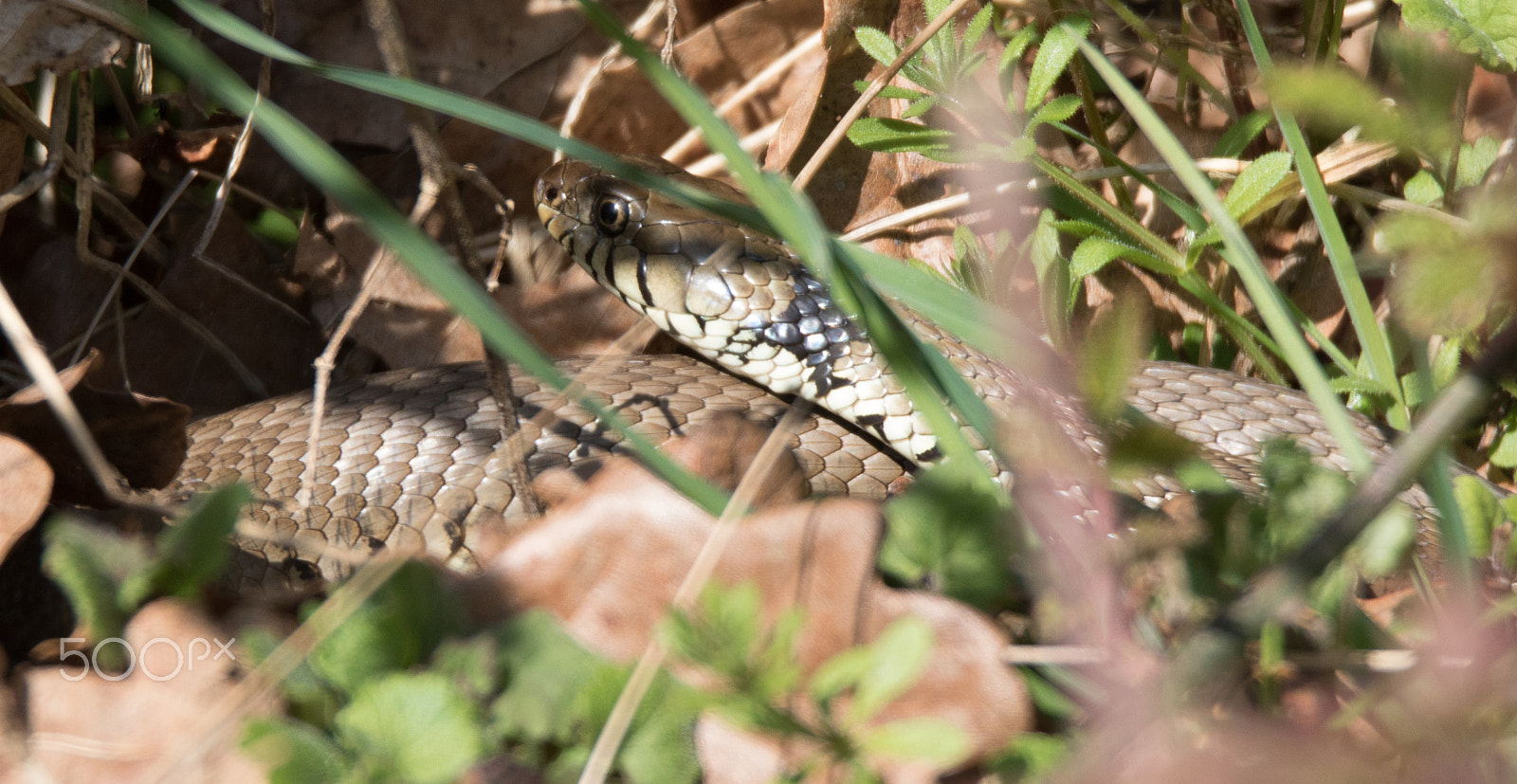 150-600mm F5-6.3 DG OS HSM | Sports 014 sample photo. Grass snake photography