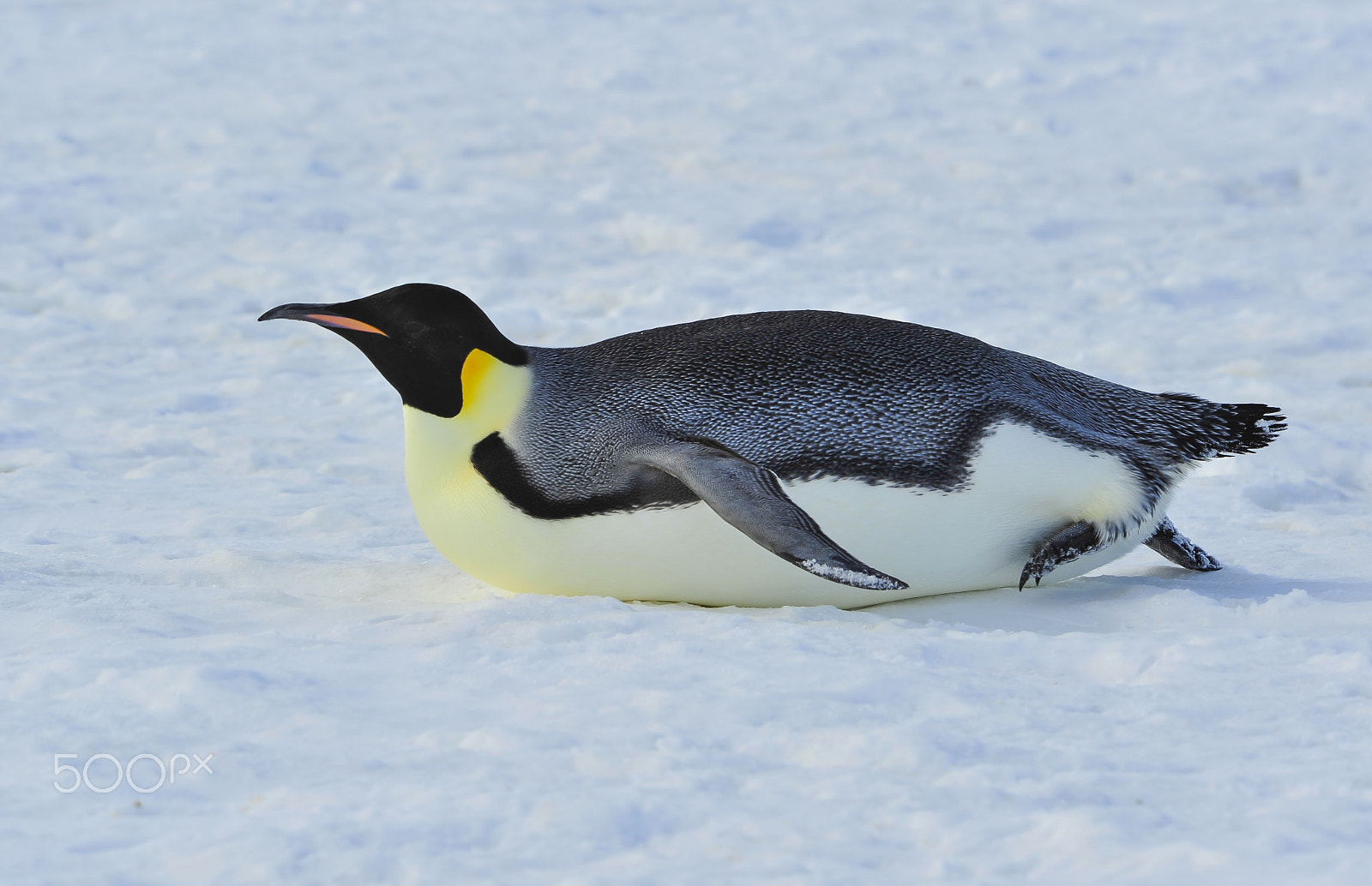 Nikon AF Nikkor 80-400mm F4.5-5.6D ED VR sample photo. Emperor penguin on the snow photography