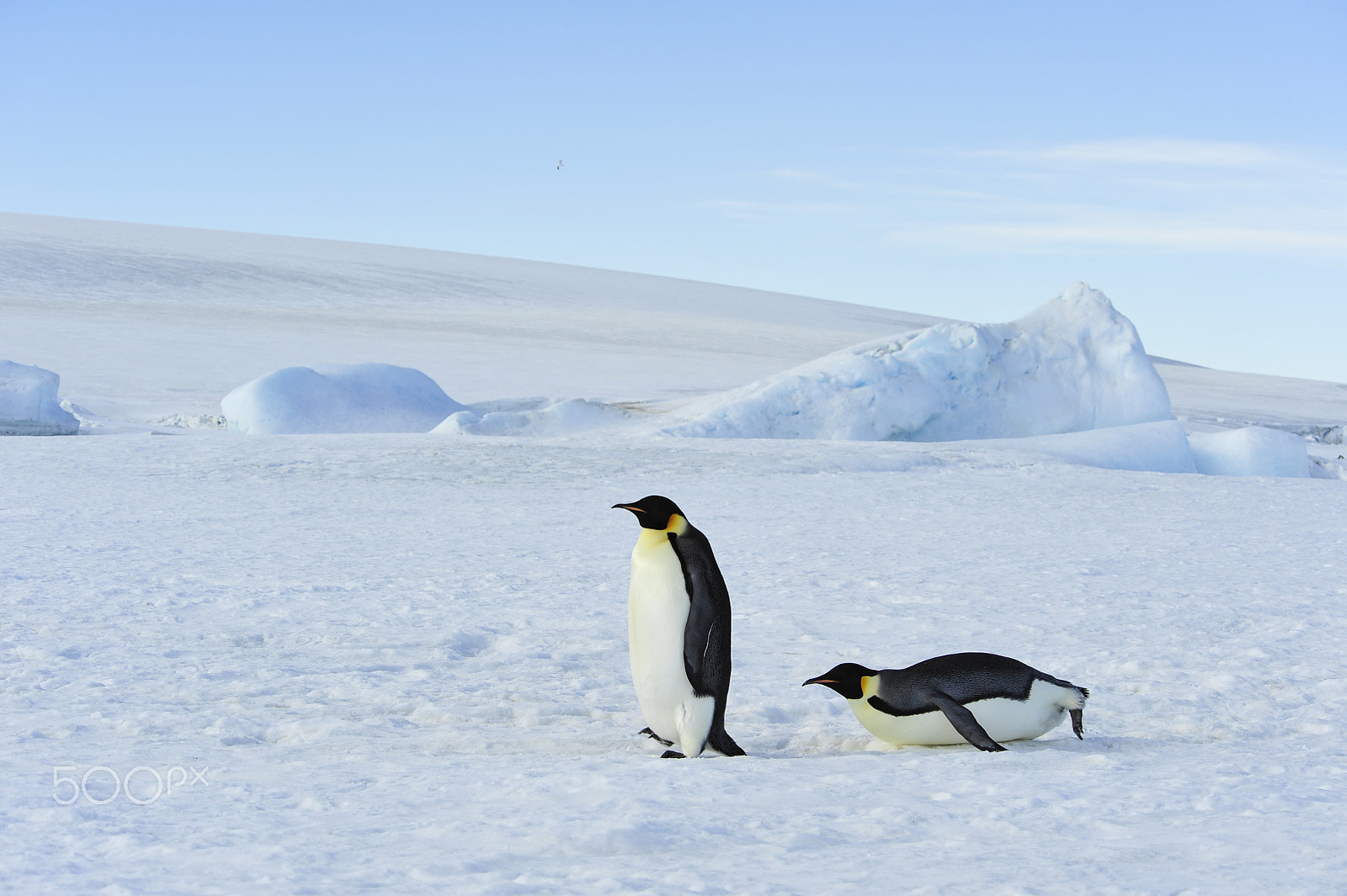 Nikon D700 sample photo. Two emperor penguins on the snow photography