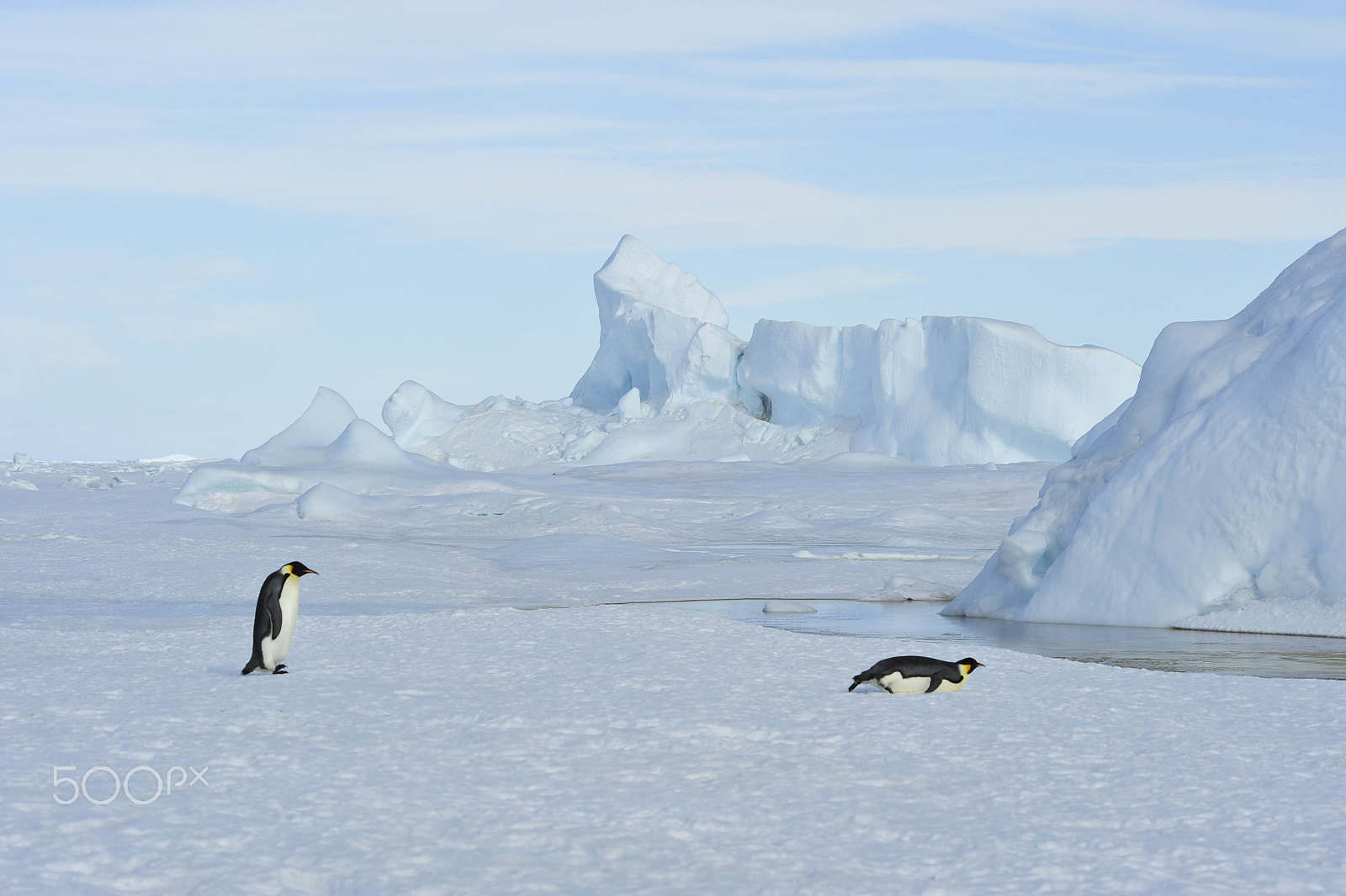 Nikon D700 sample photo. Two emperor penguins on the snow photography