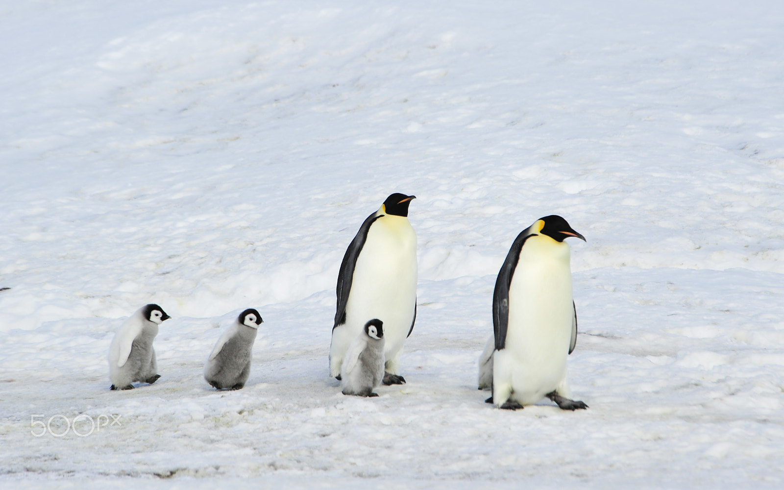 Nikon D700 sample photo. Emperor penguins with chick photography