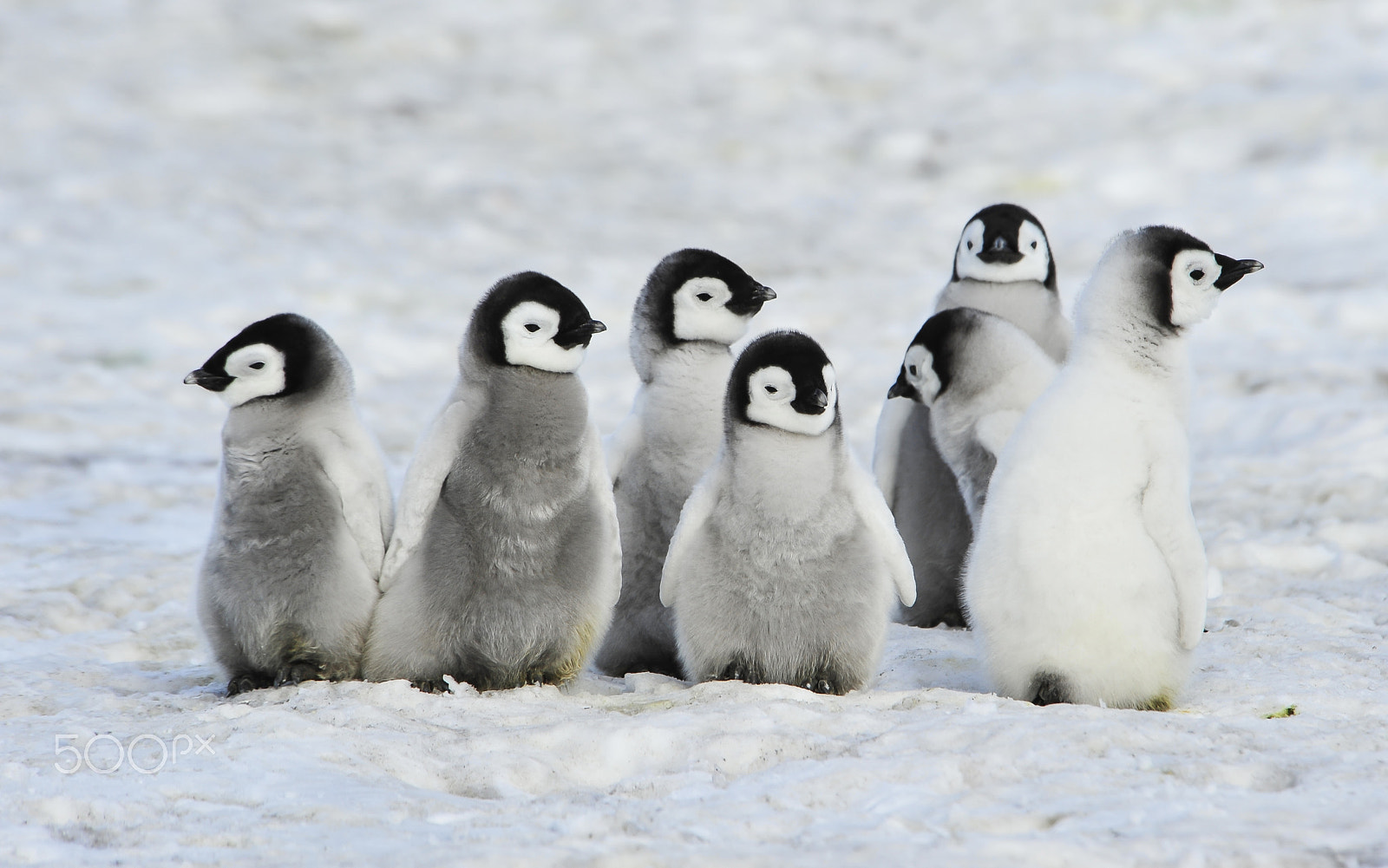 Nikon D700 sample photo. Emperor penguins chicks photography