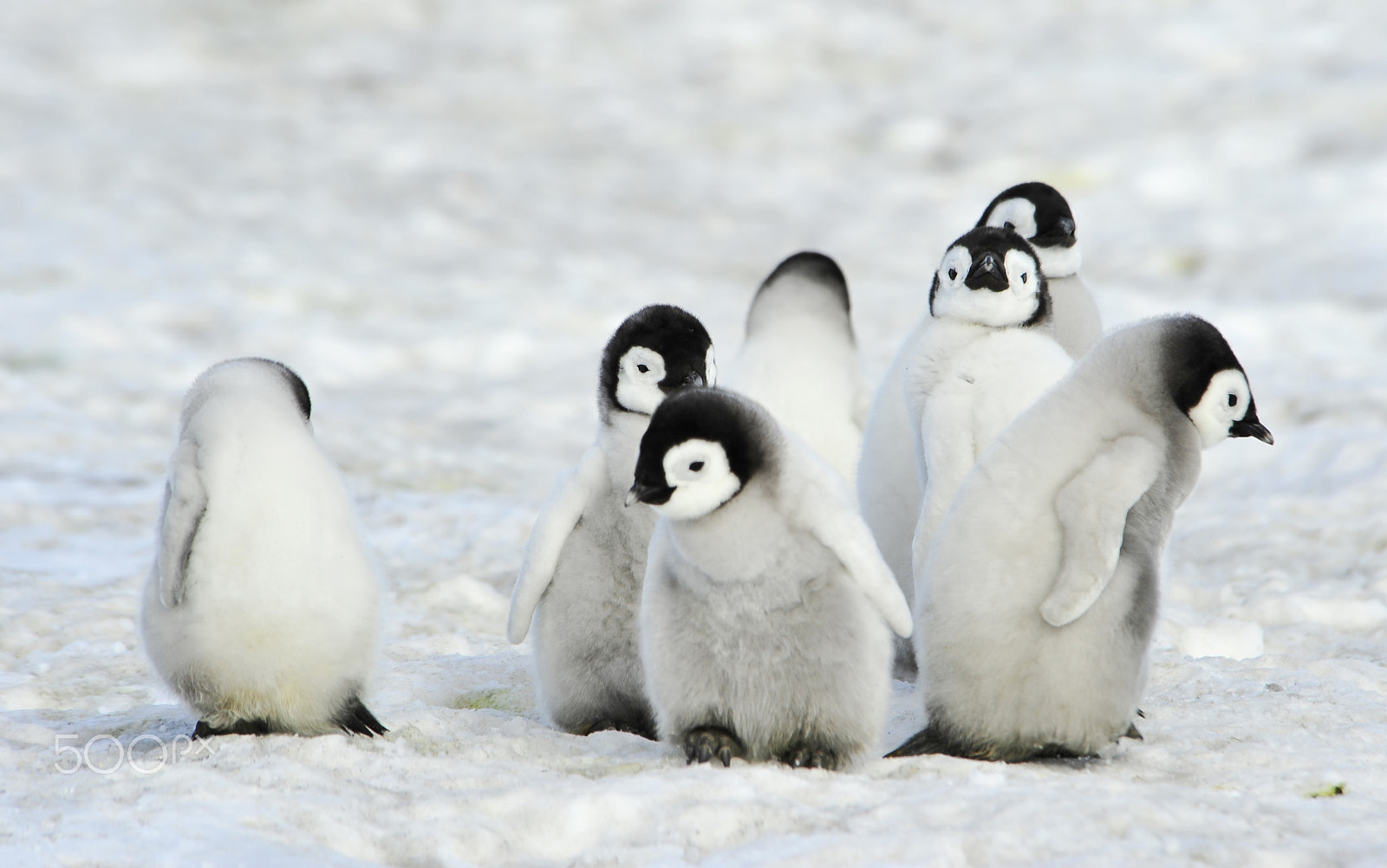 Nikon D700 sample photo. Emperor penguins chicks photography
