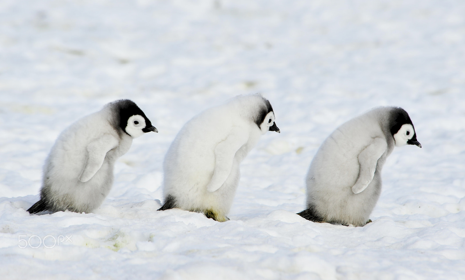 Nikon D700 sample photo. Emperor penguins chicks photography