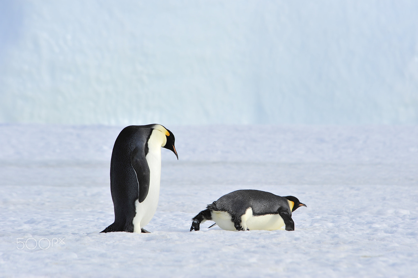 Nikon D700 sample photo. Two emperor penguins on the snow photography