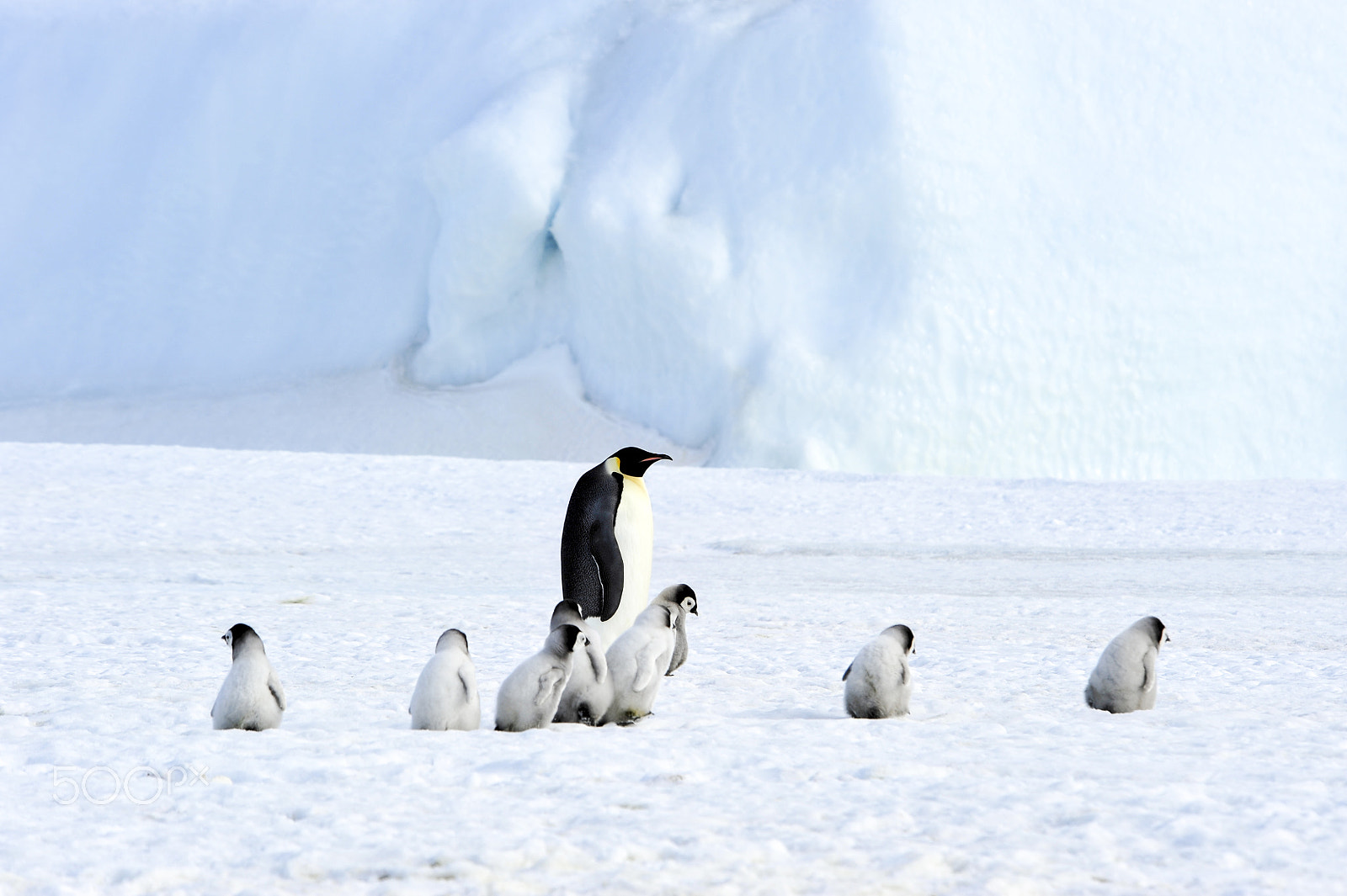 Nikon D700 sample photo. Emperor penguins with chick photography